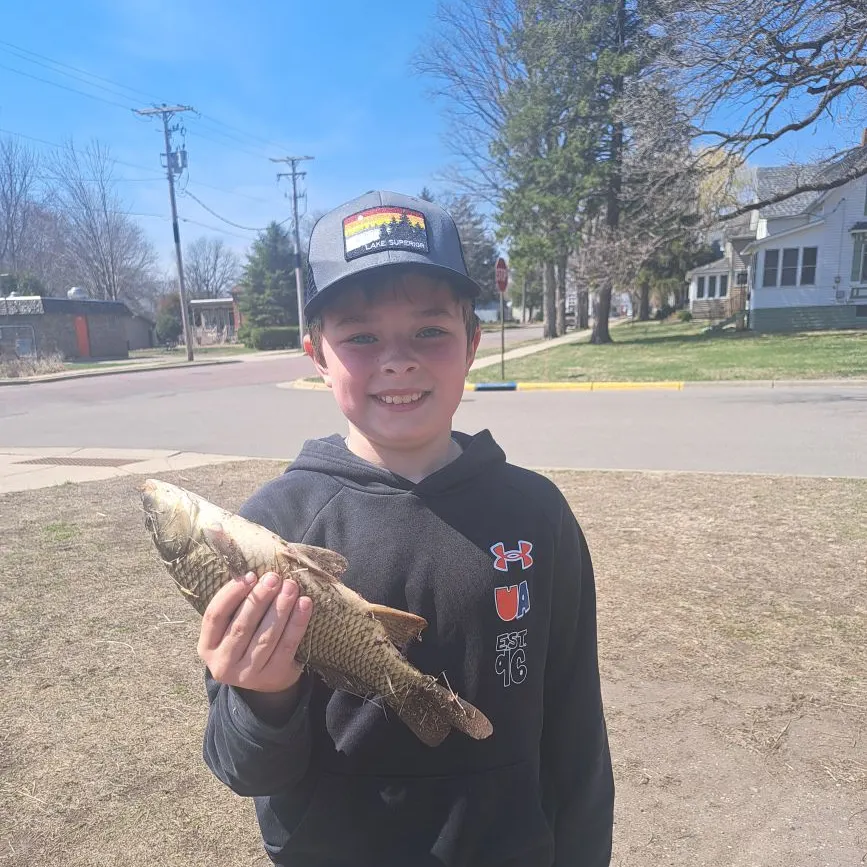The most recent Bigmouth buffalo catches on Fishbrain