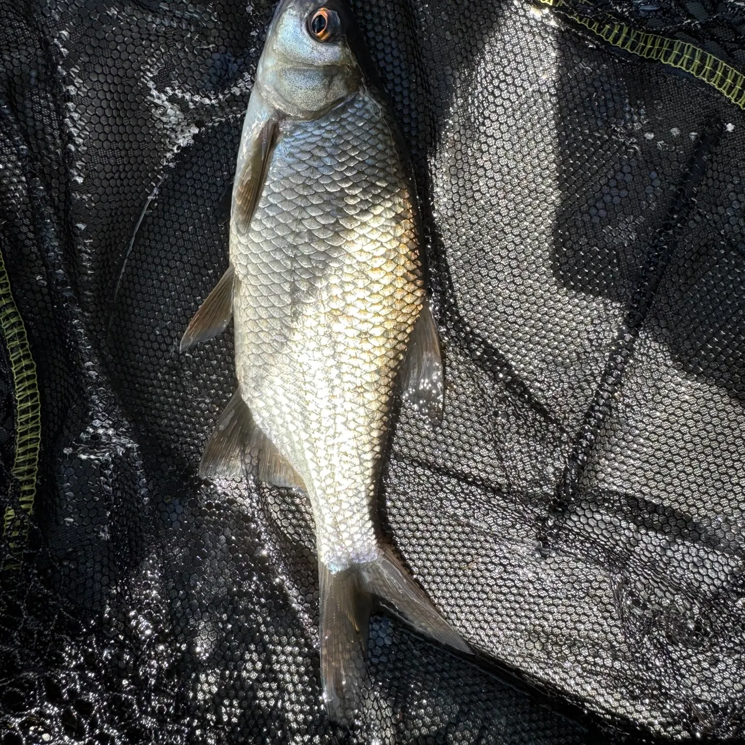 Common rudd caught on Fishbrain