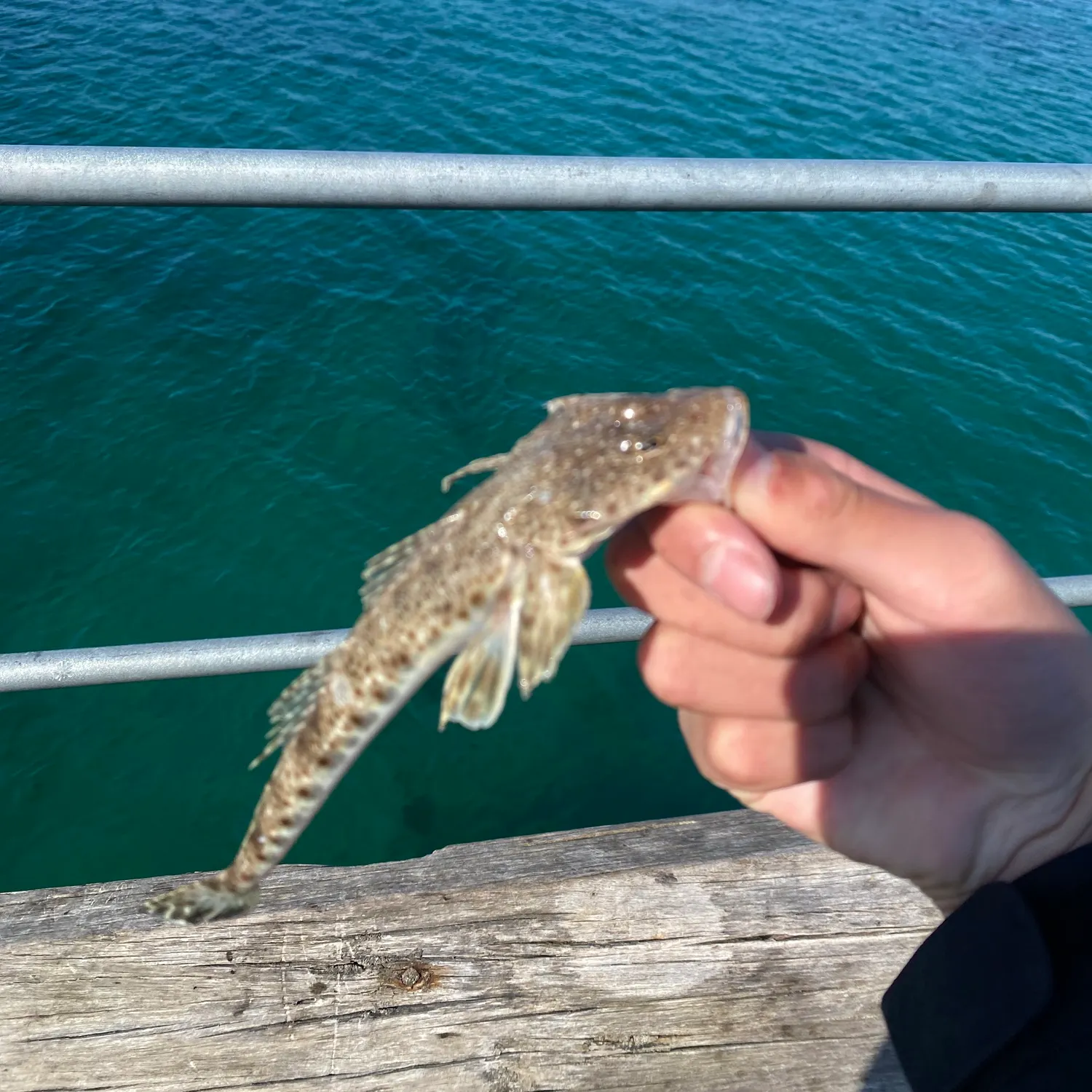 Dusky flathead caught on Fishbrain