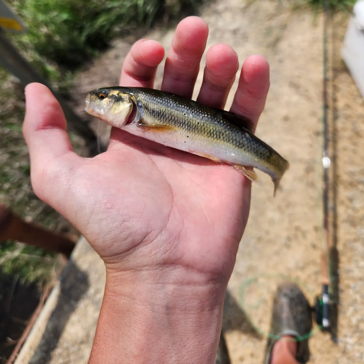 Creek chub caught on Fishbrain