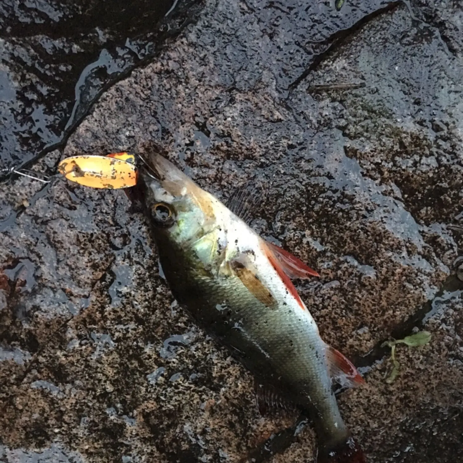 angler catch