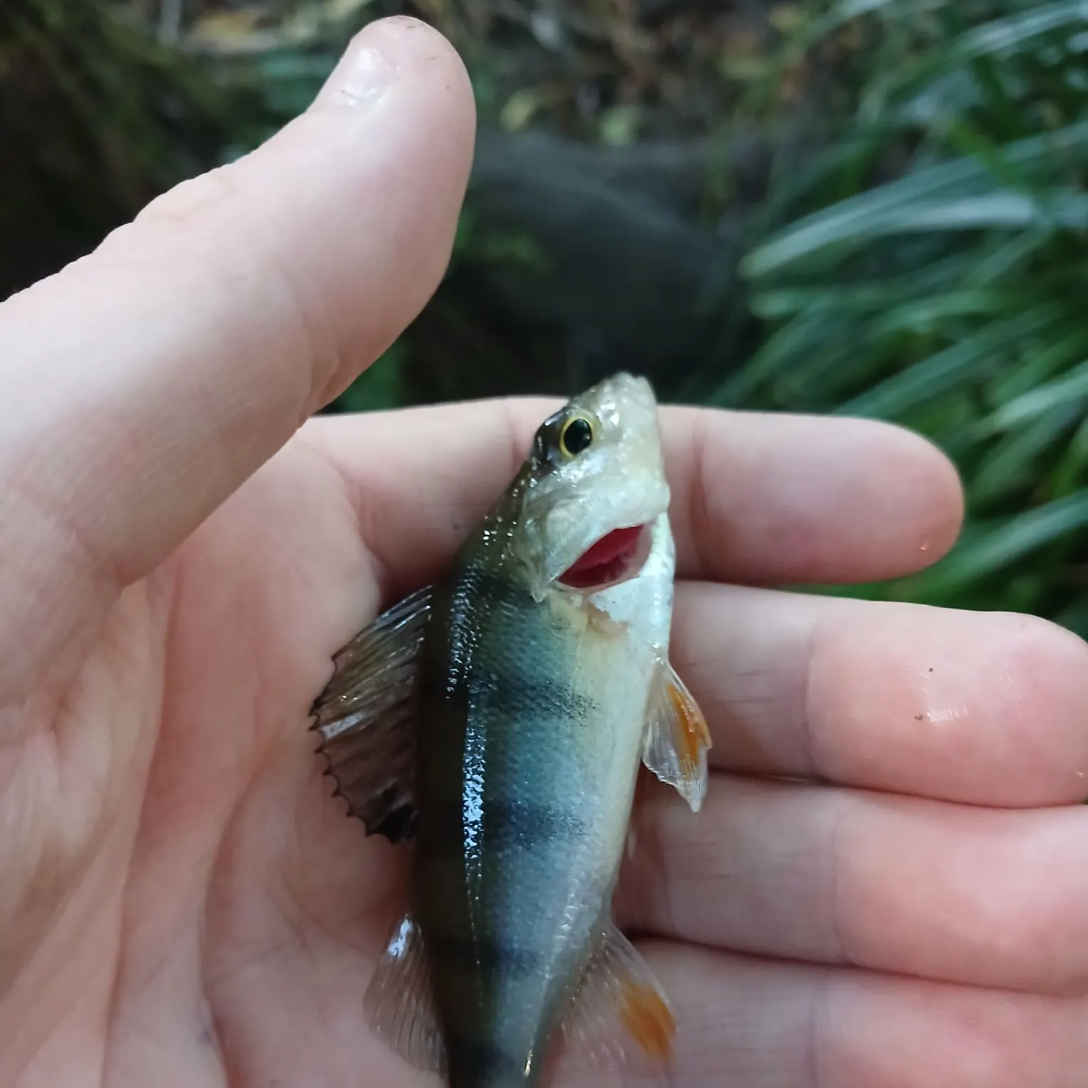 European perch caught on Fishbrain