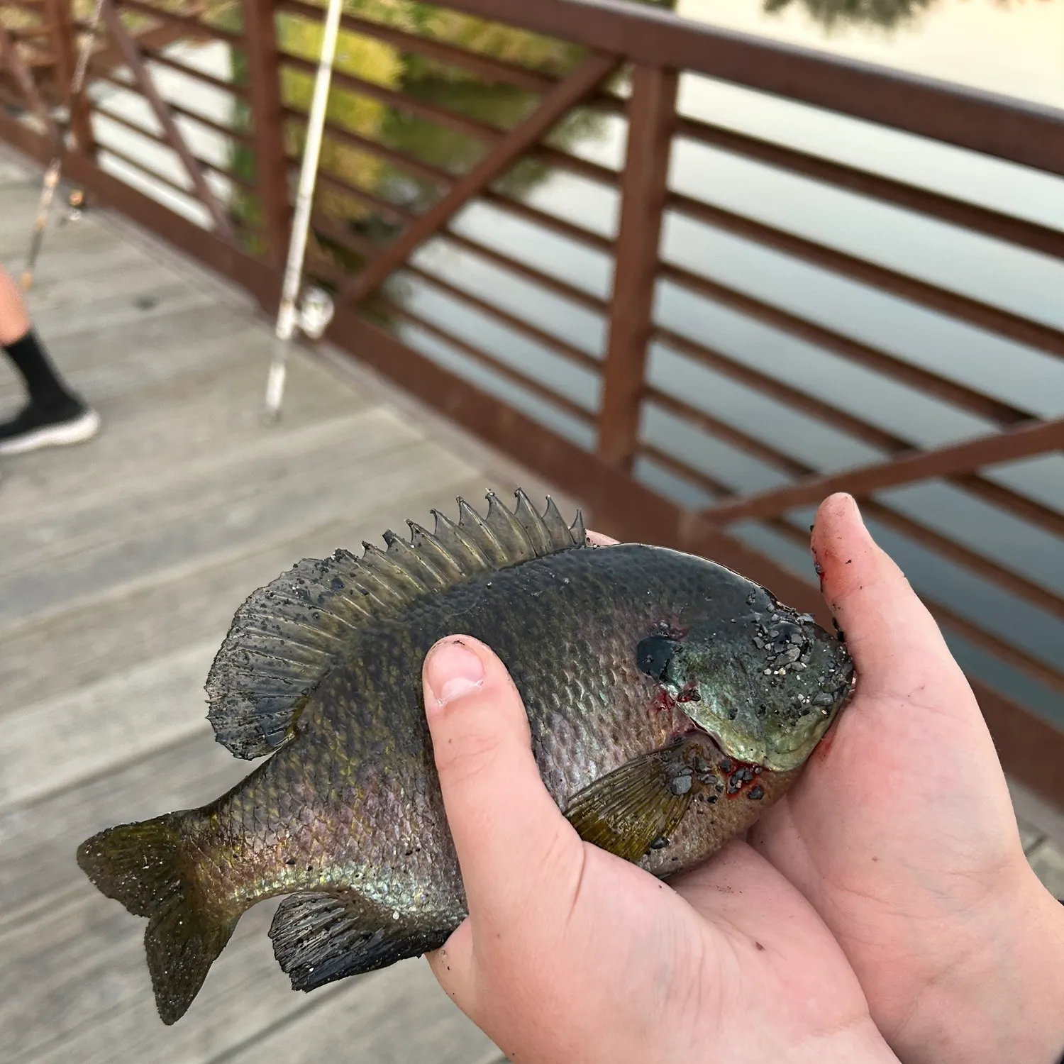 Bluegill caught on Fishbrain