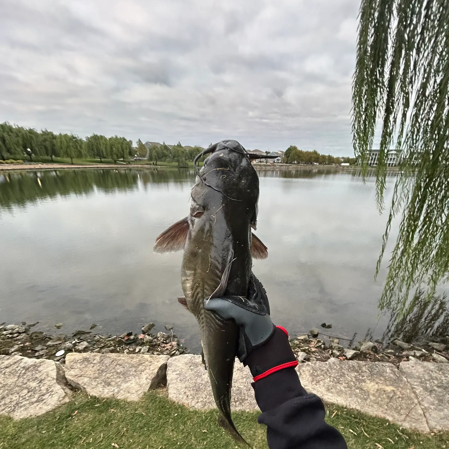 Channel catfish caught on Fishbrain