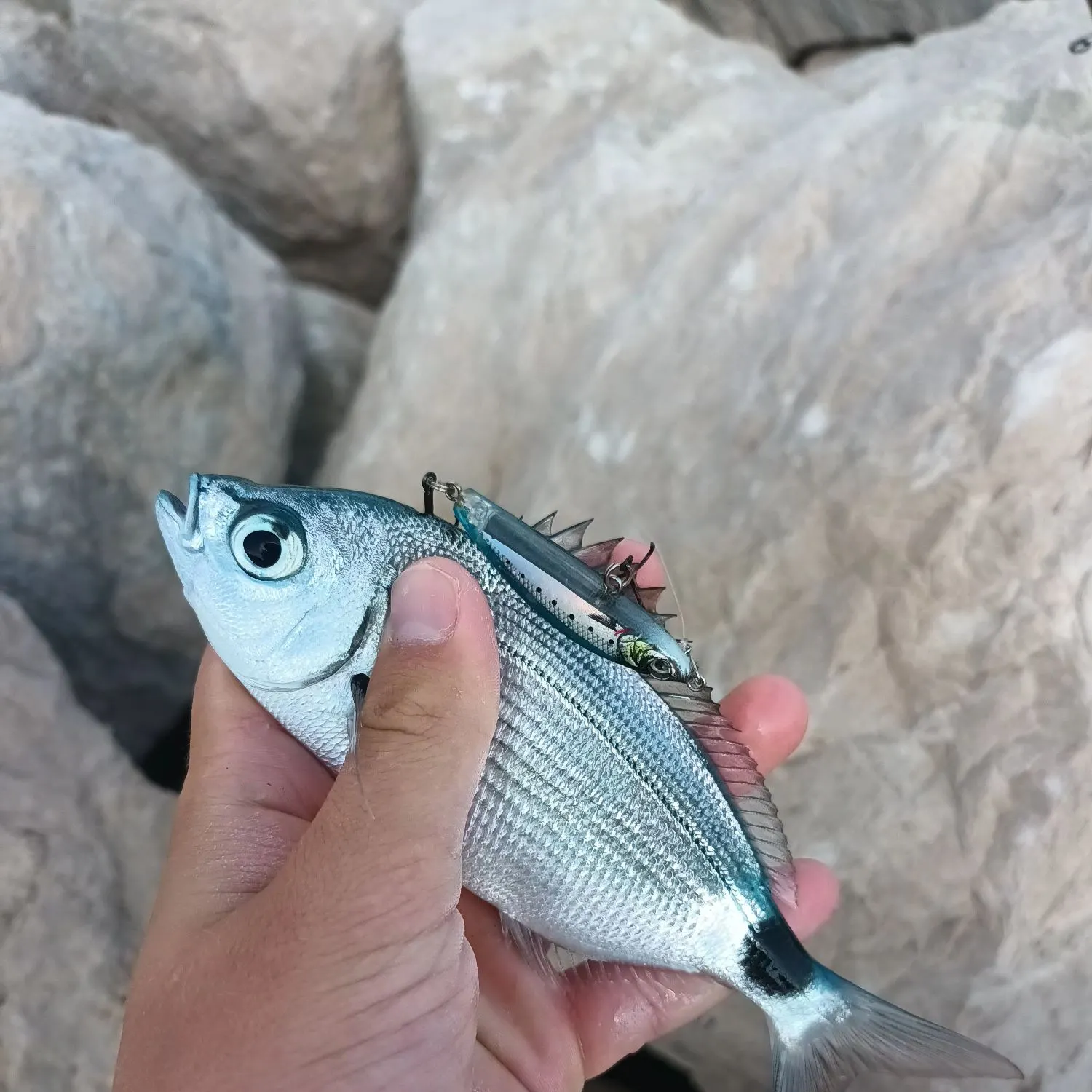 The most recent Saddled seabream catches on Fishbrain