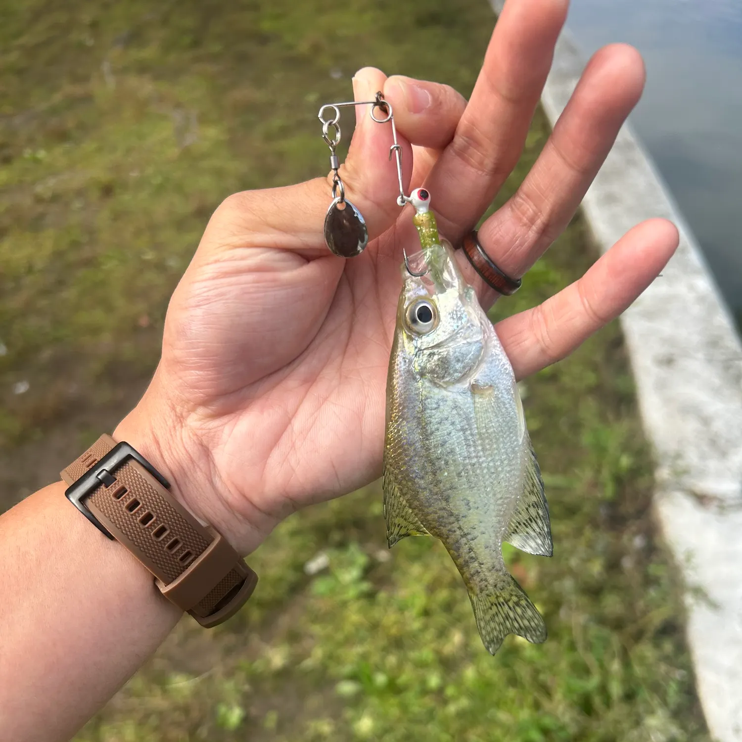 Black crappie caught on Fishbrain