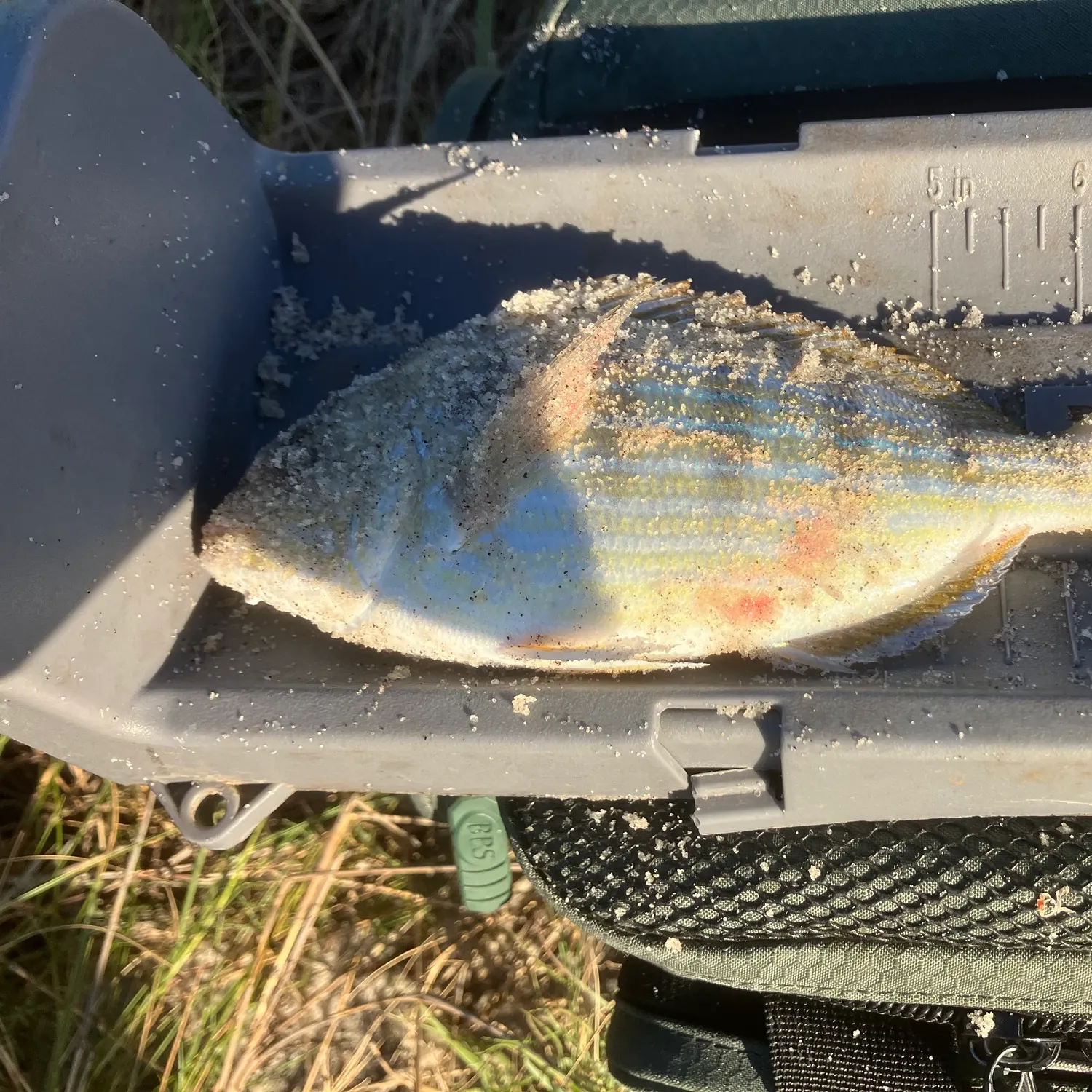 Fish caught on Fishbrain