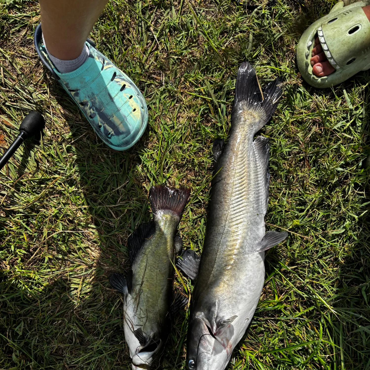 The most recent Brown bullhead catches on Fishbrain
