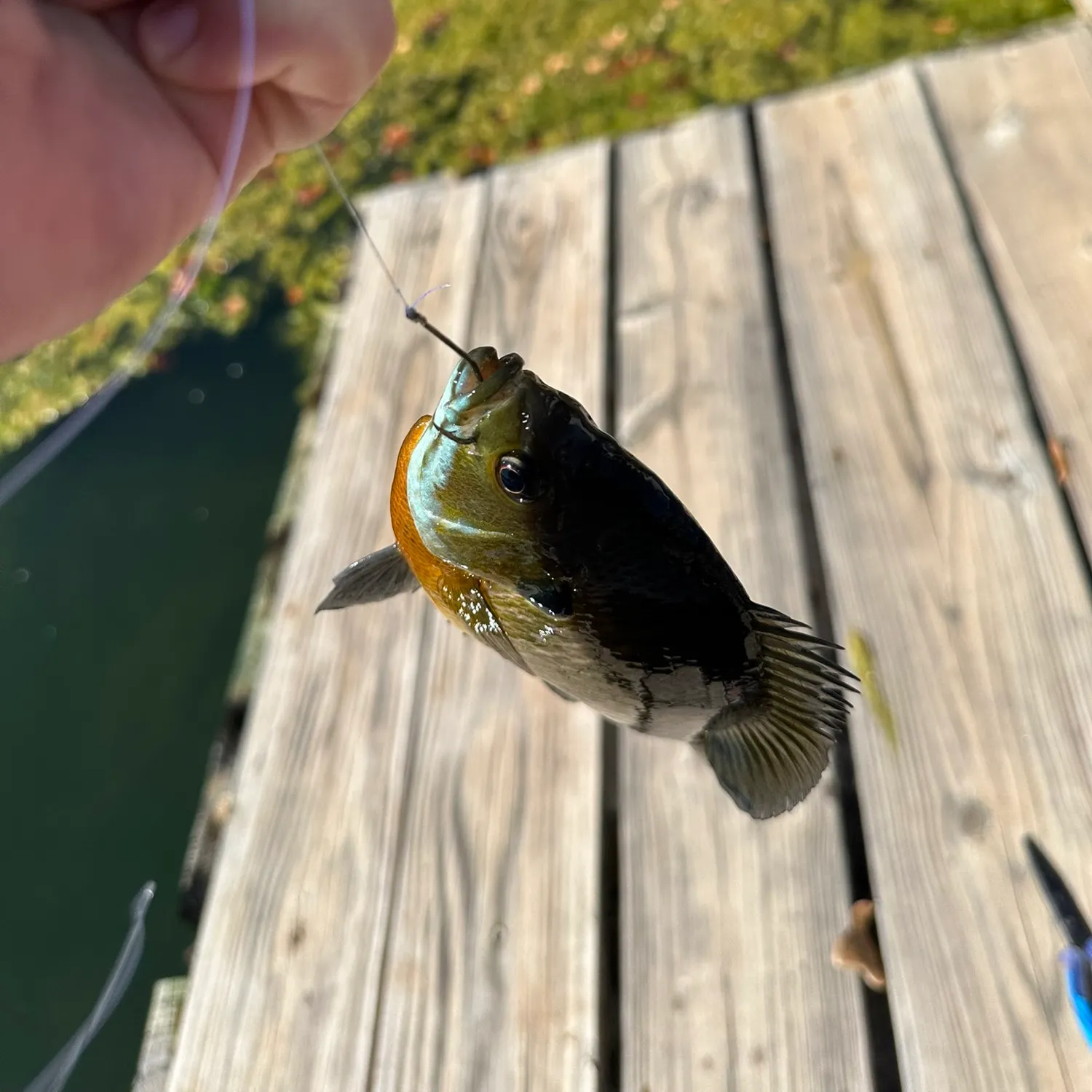 Bluegill caught on Fishbrain