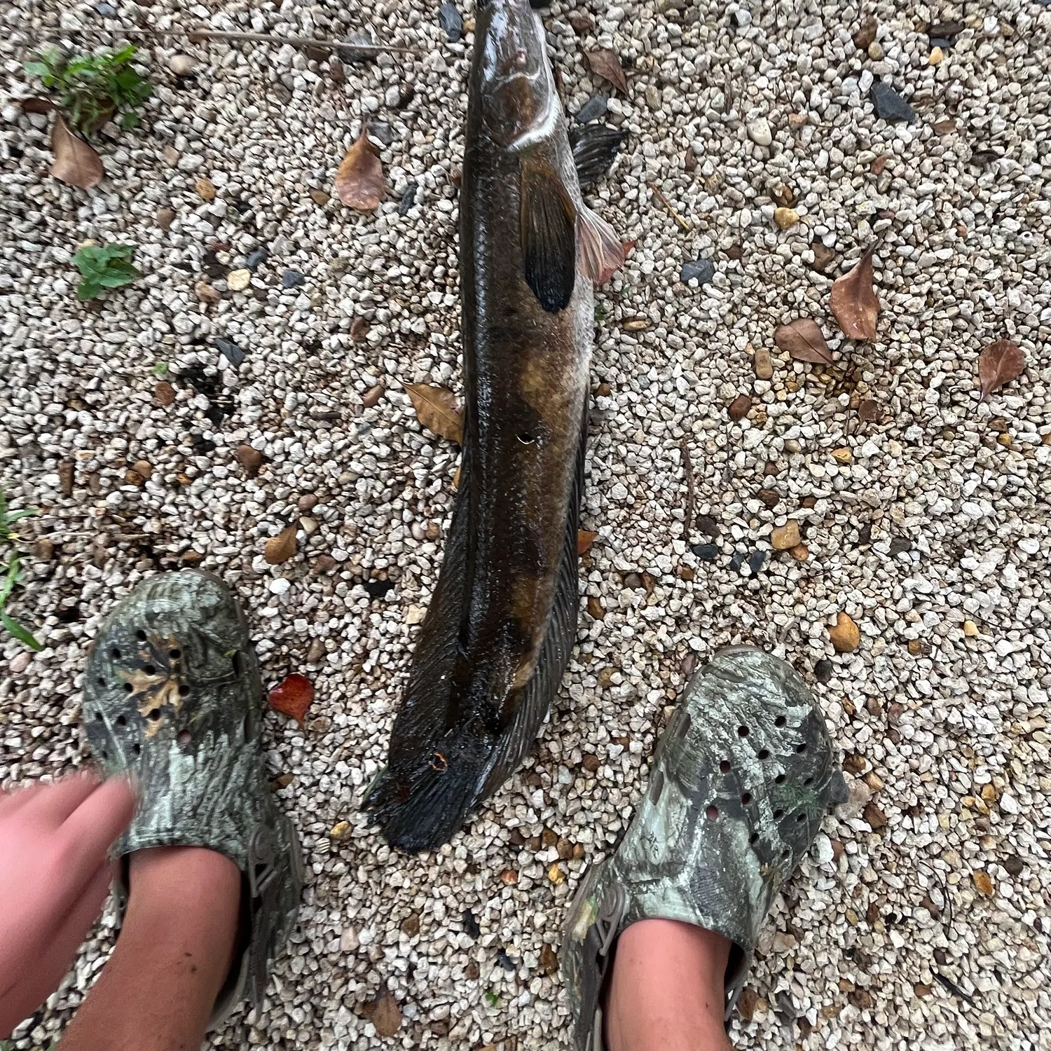 Bullseye snakehead caught on Fishbrain