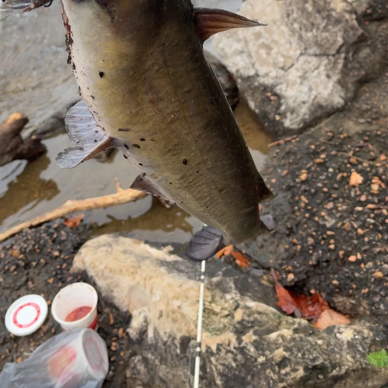 Channel catfish caught on Fishbrain