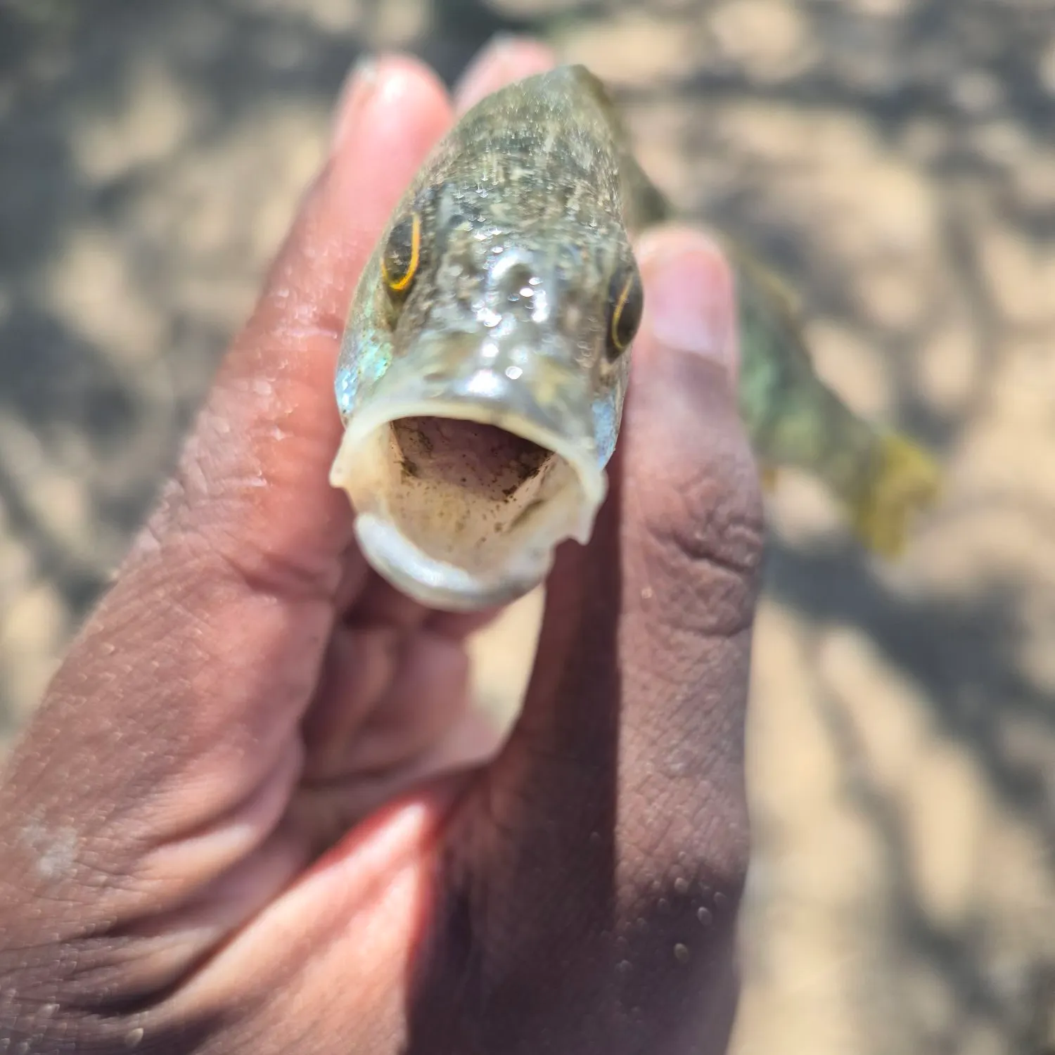 Yellow perch caught on Fishbrain