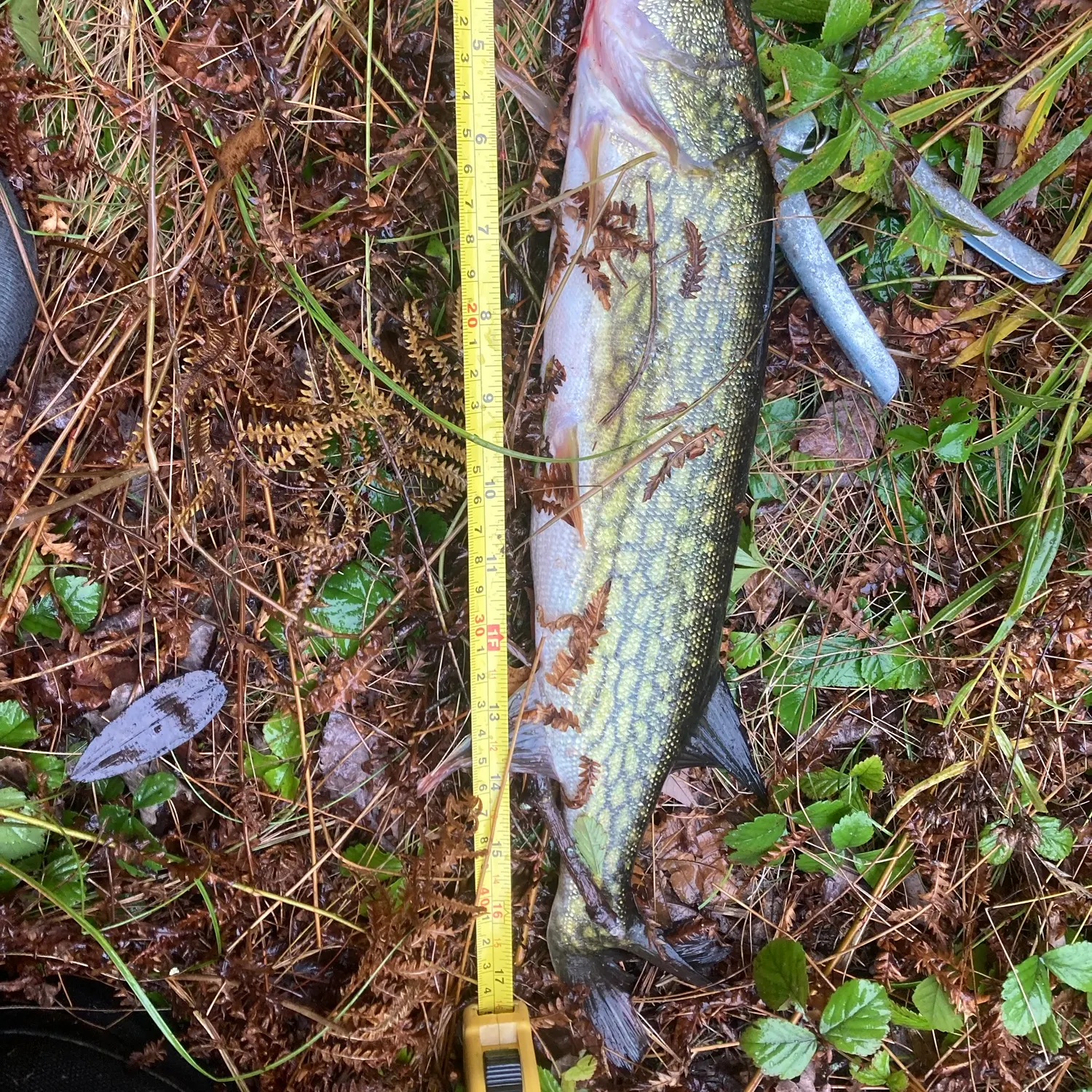 Chain pickerel caught on Fishbrain