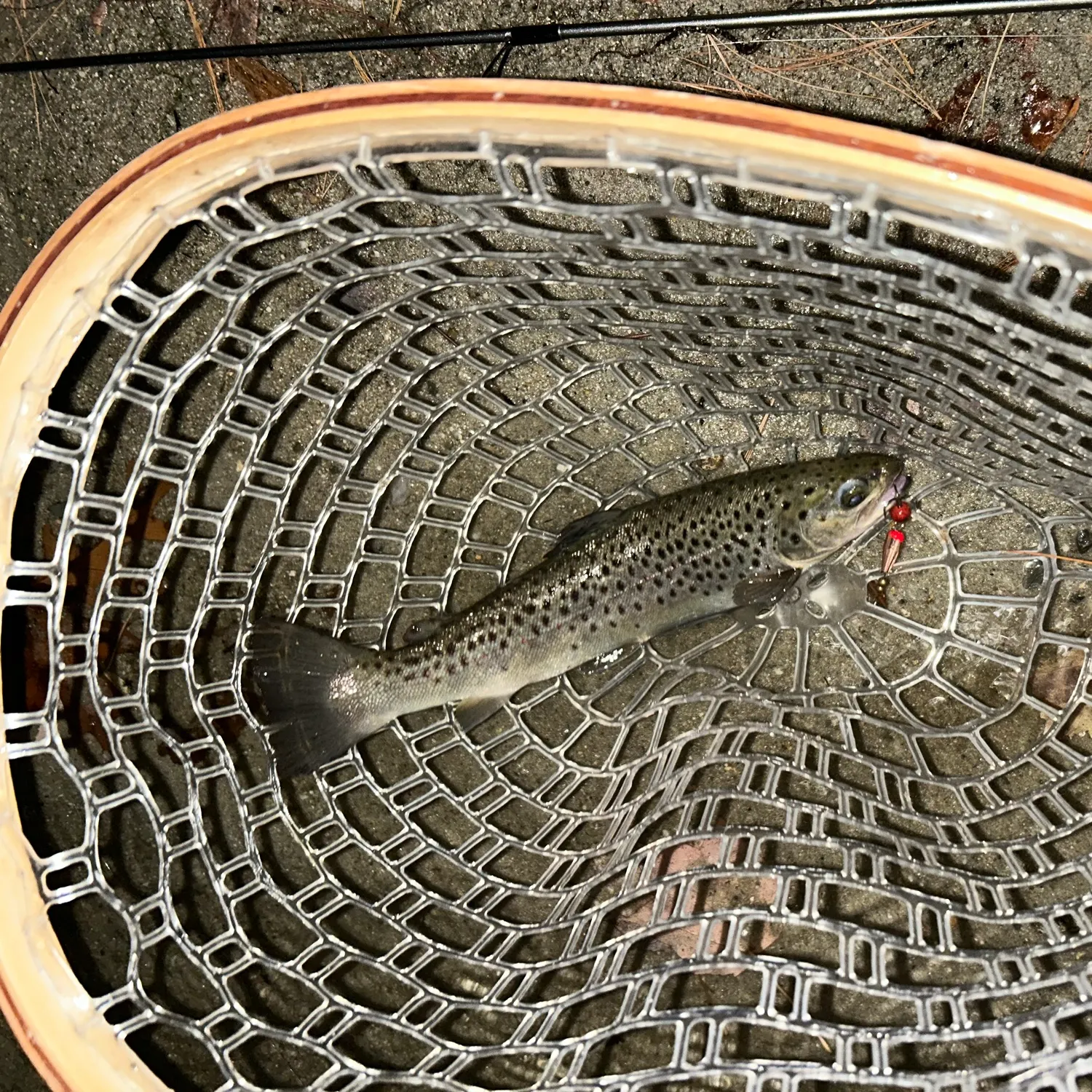 Brown trout caught on Fishbrain