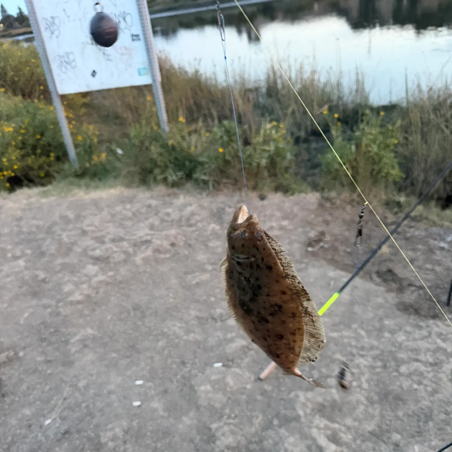 California halibut caught on Fishbrain