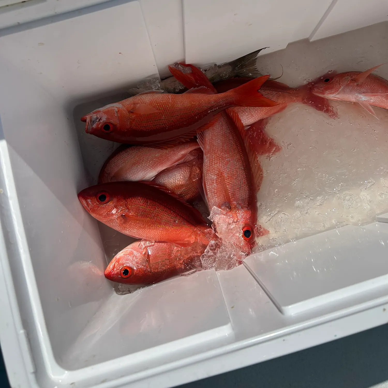 The most recent Grey triggerfish catches on Fishbrain