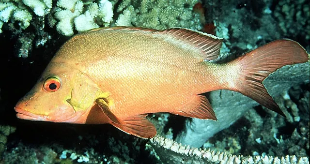 Humpback red snapper