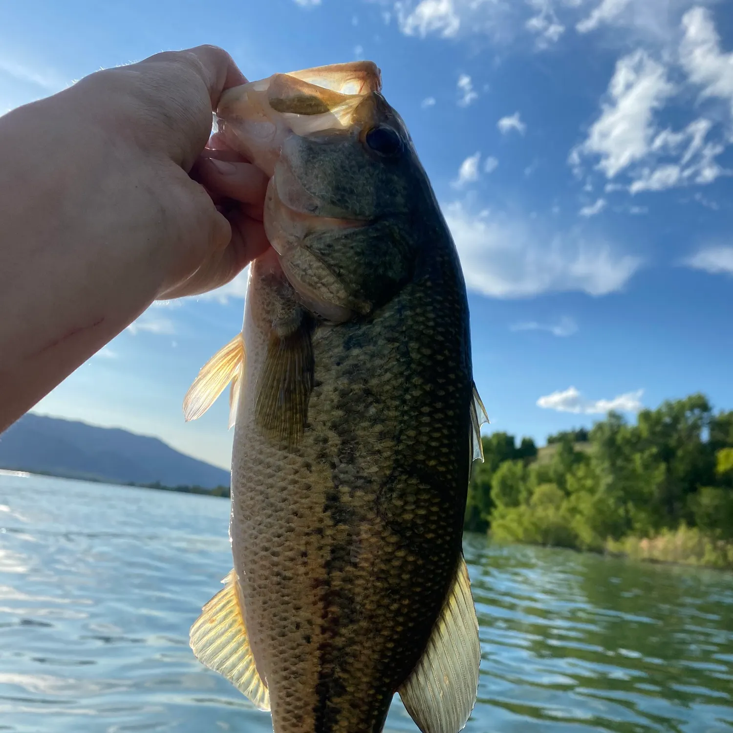 angler catch