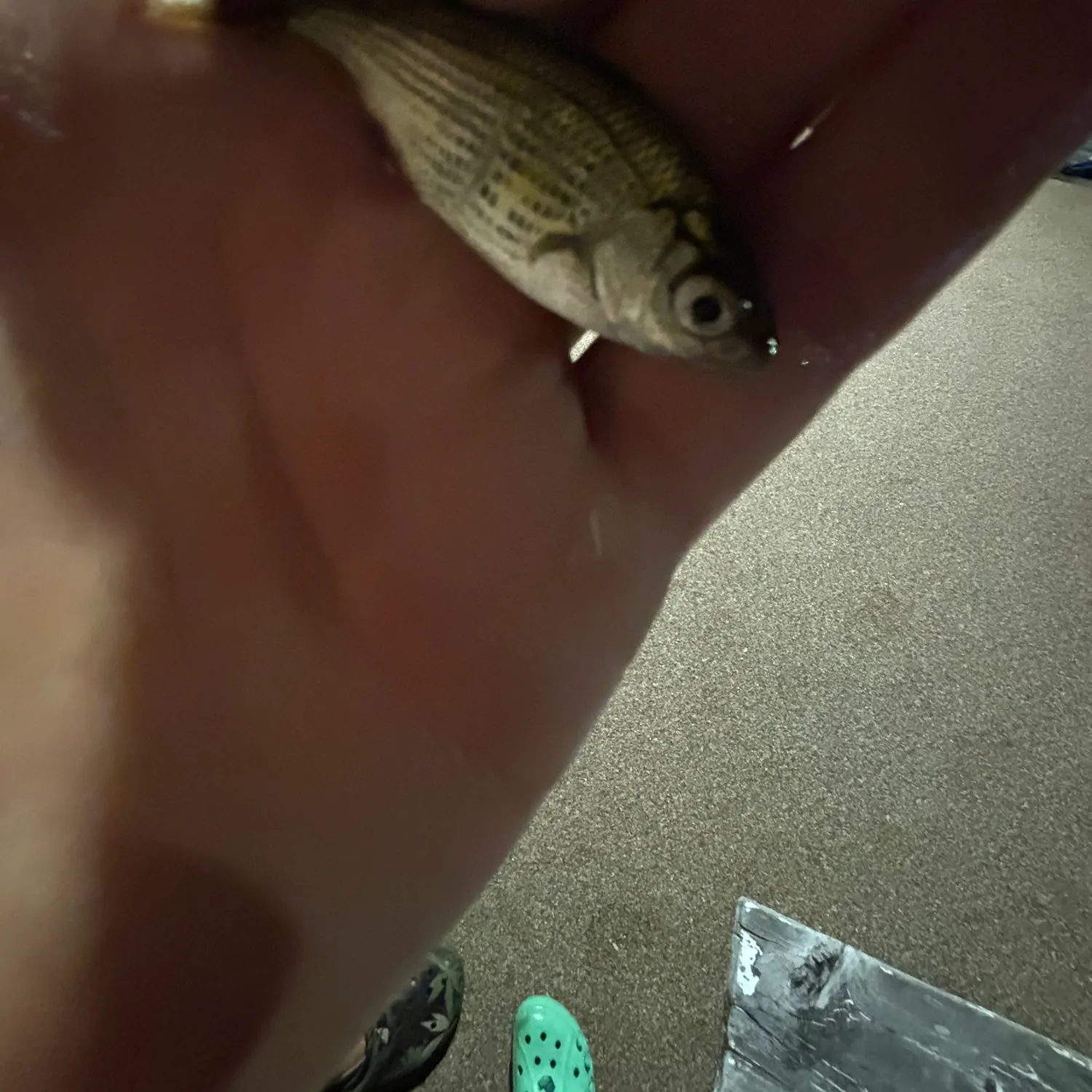 The most recent Shiner perch catches on Fishbrain