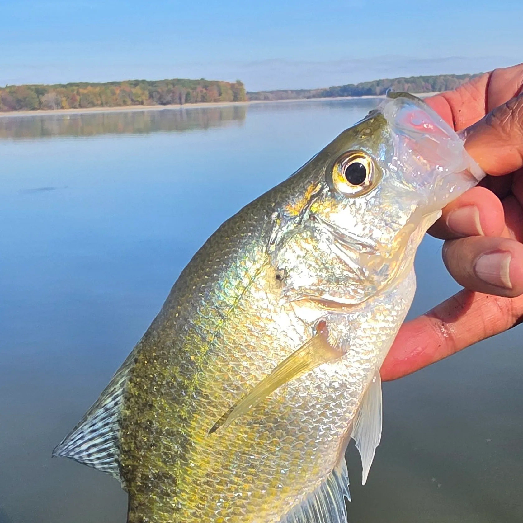White crappie caught on Fishbrain