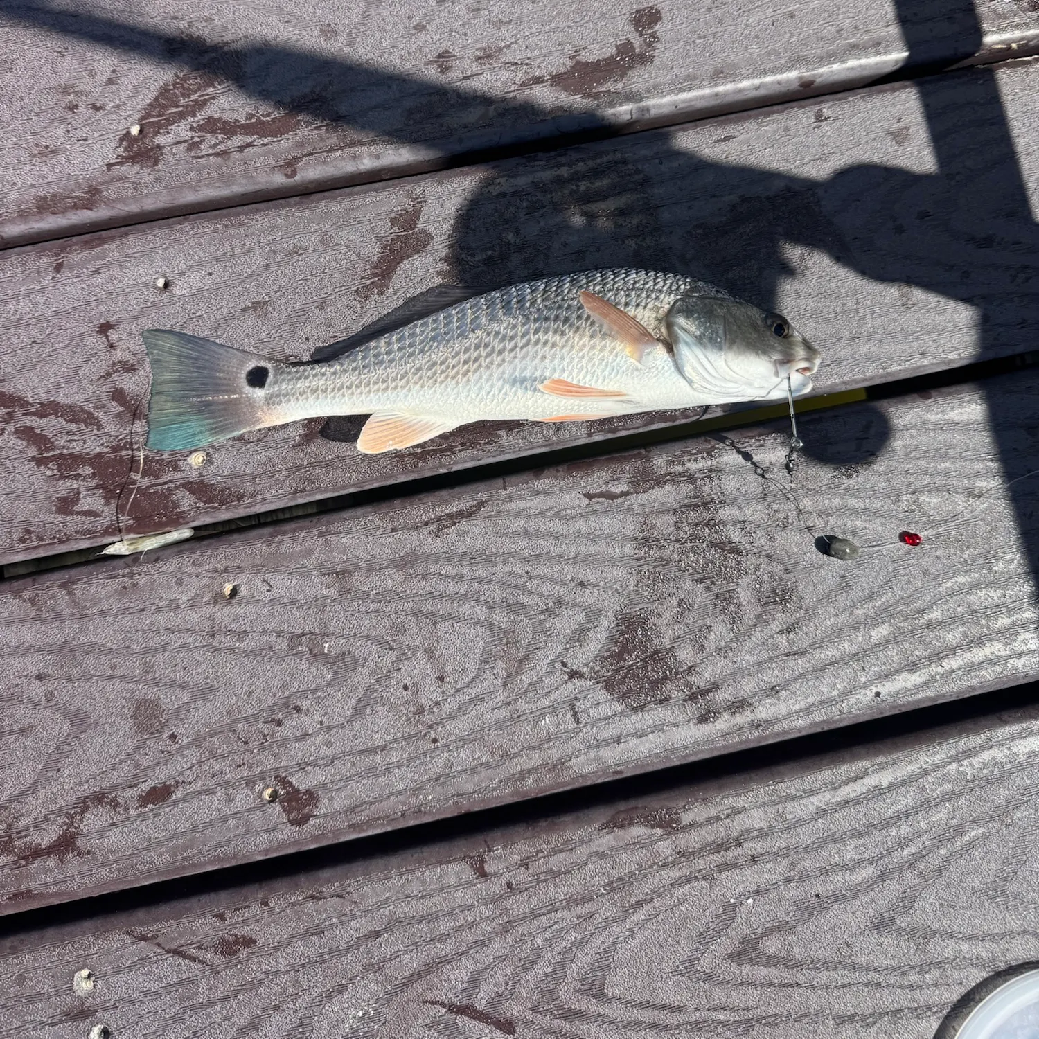 Red drum caught on Fishbrain