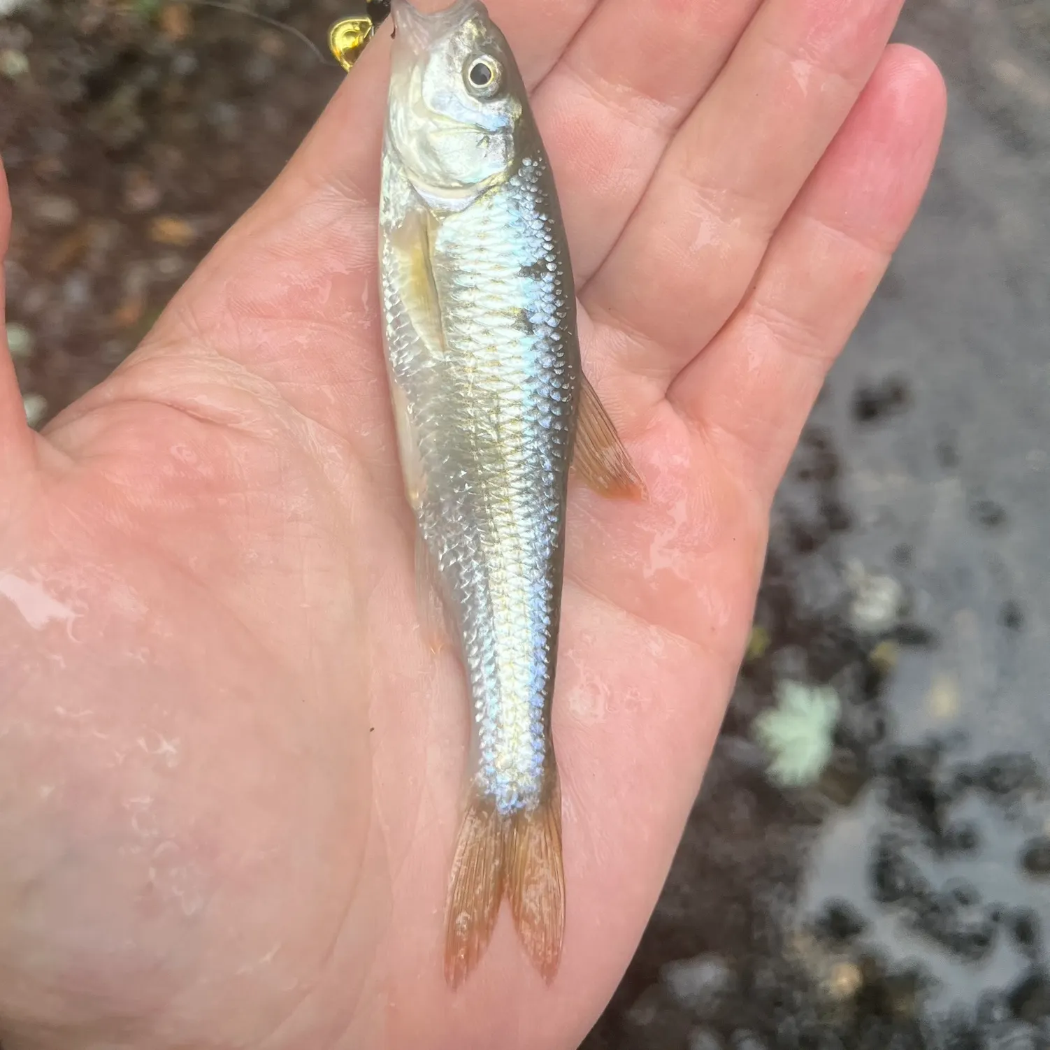 The most recent Common shiner catches on Fishbrain