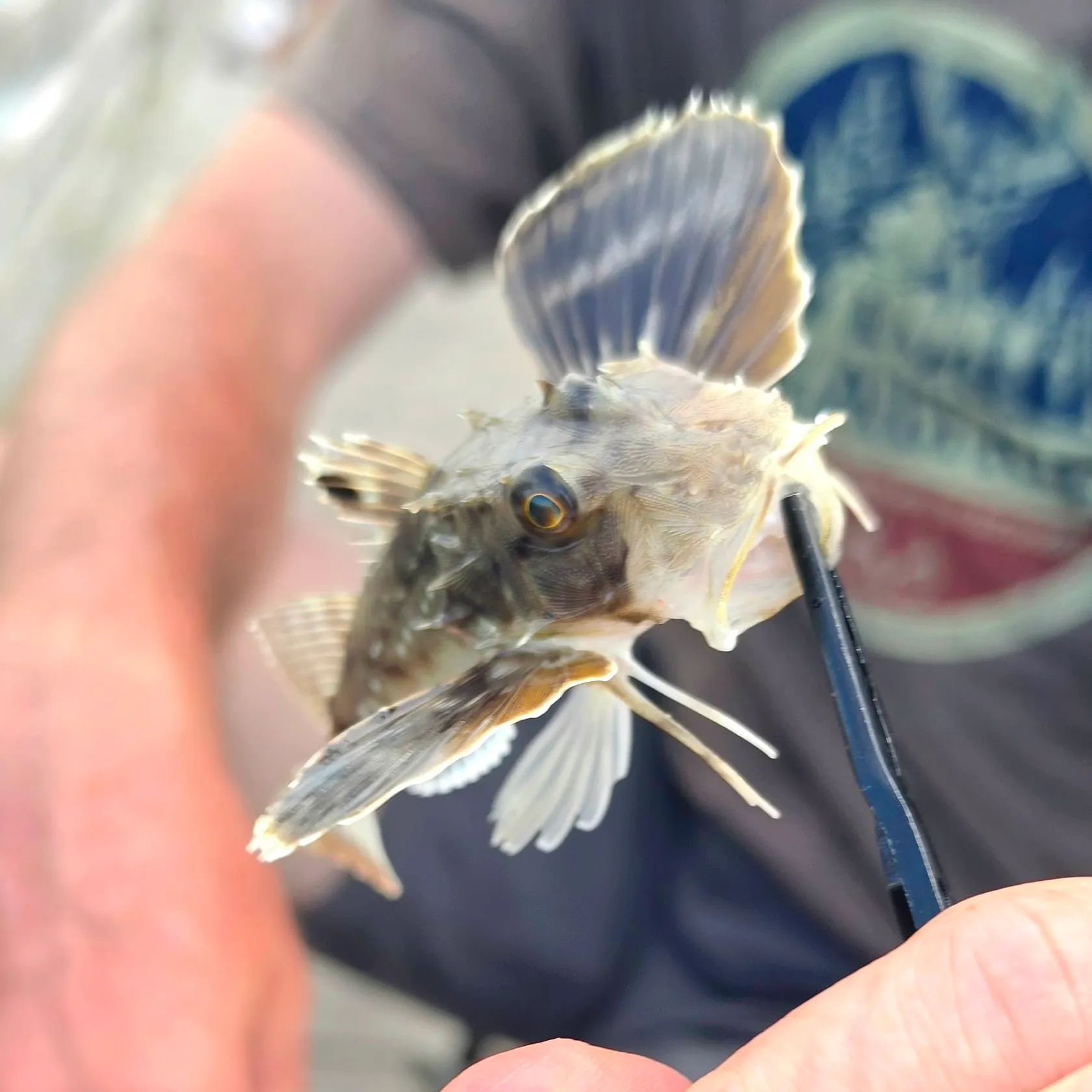 The most recent Bighead searobin catches on Fishbrain