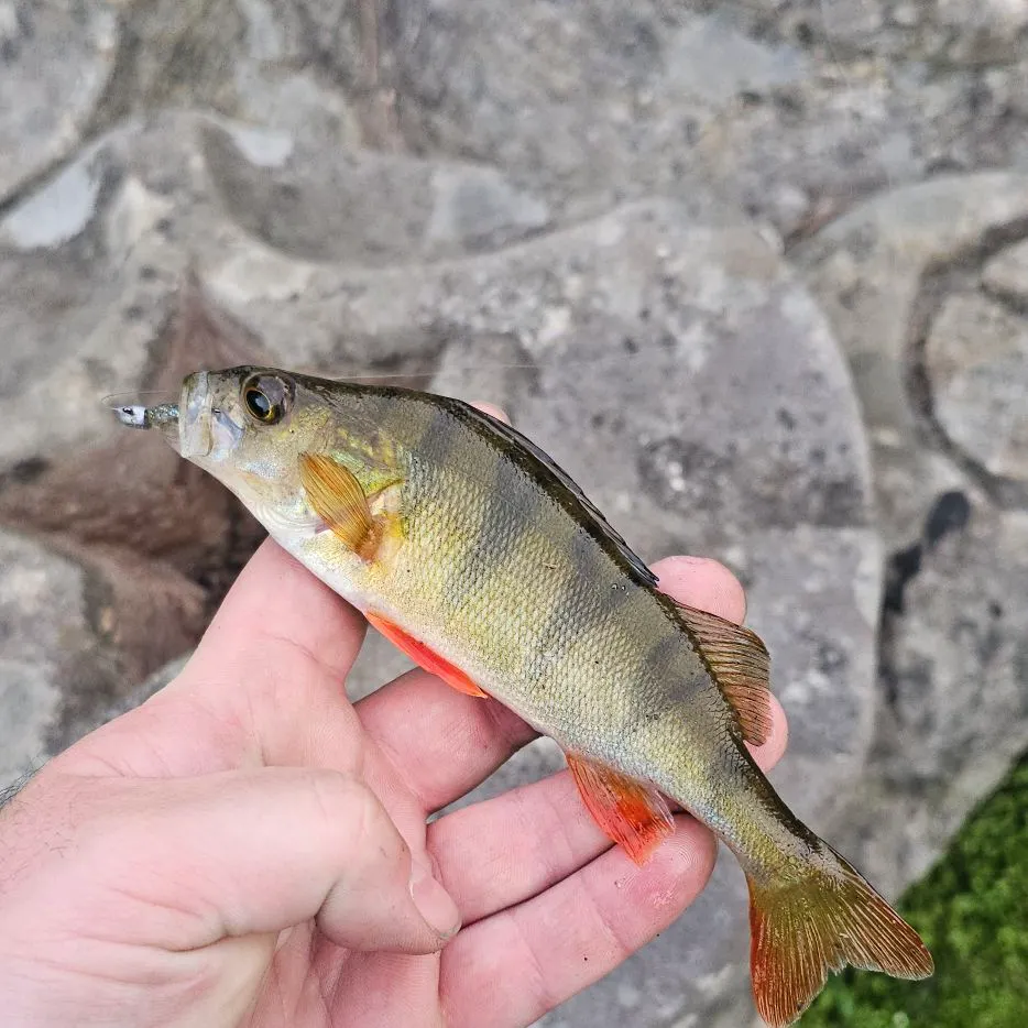 European perch caught on Fishbrain