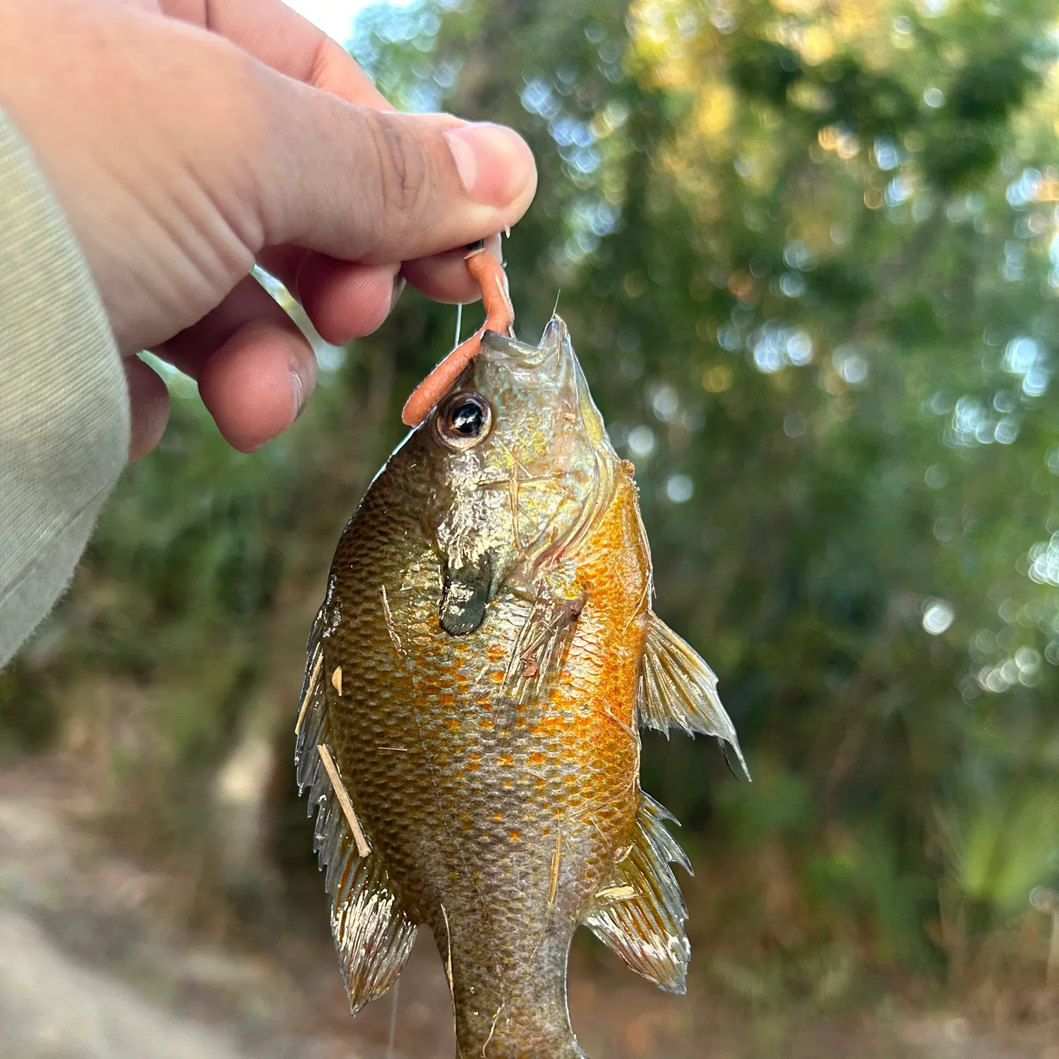 Redbreast sunfish caught on Fishbrain