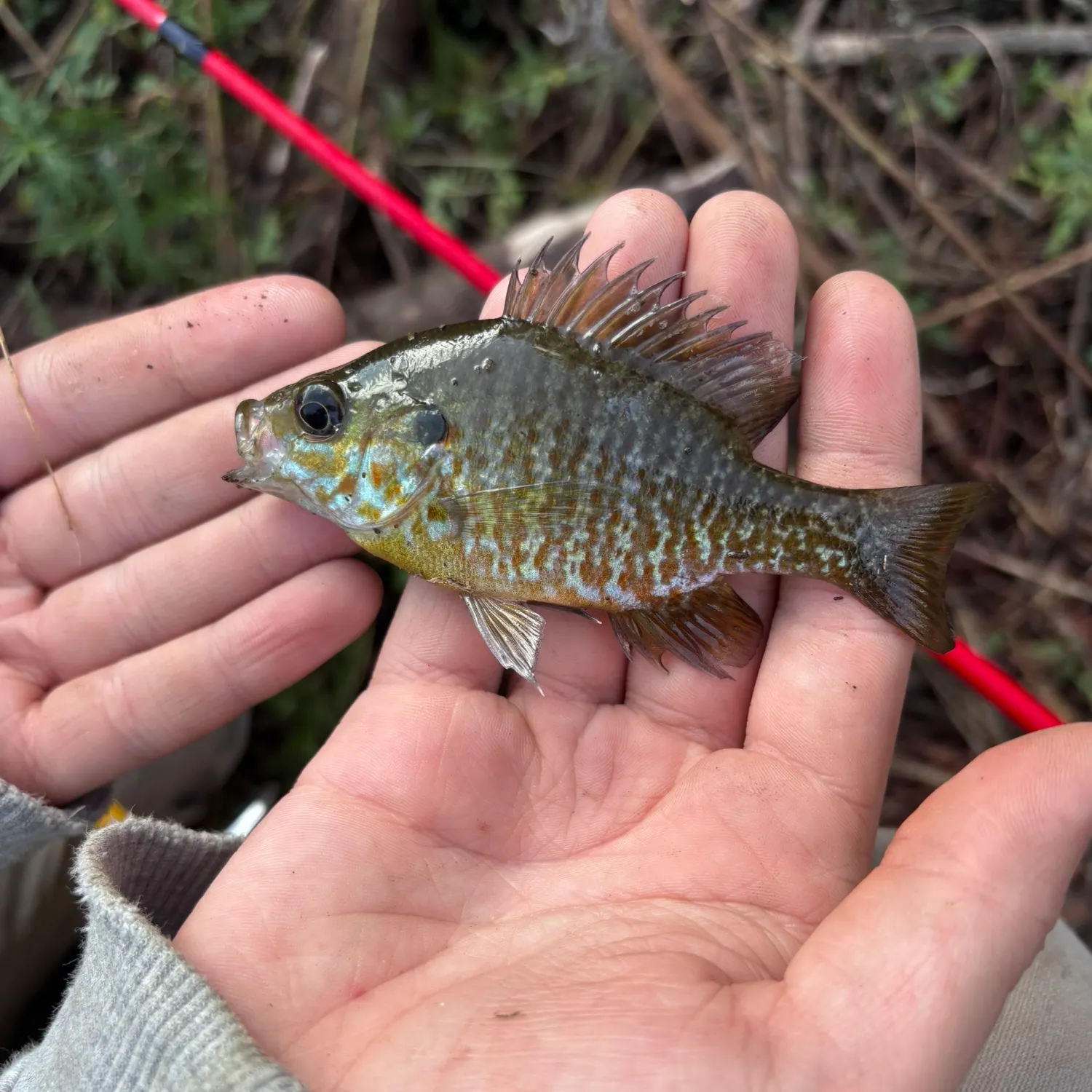 The most recent Redbreast sunfish x bluegill catches on Fishbrain