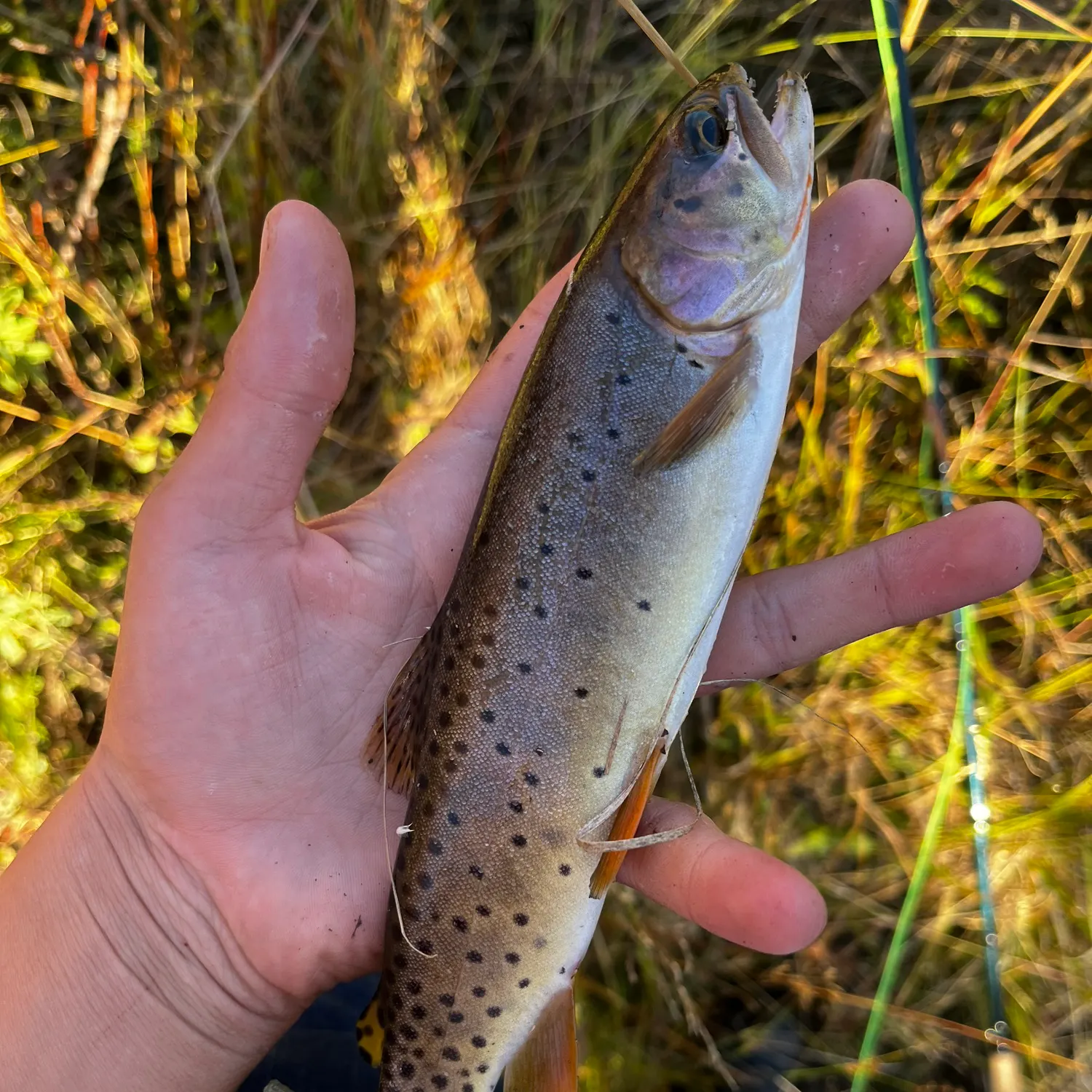 Cutthroat trout caught on Fishbrain