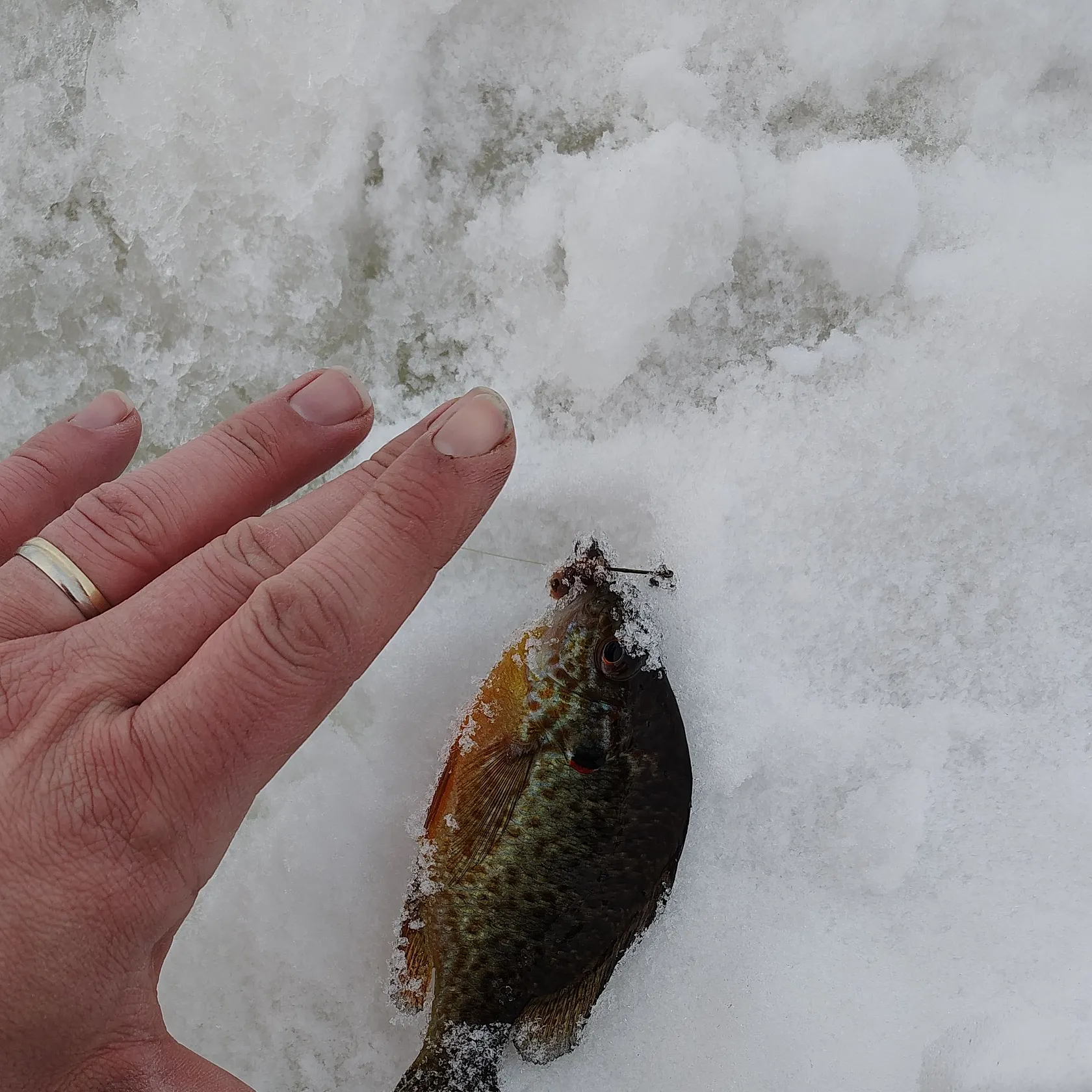 The most recent Pumpkinseed x green sunfish catches on Fishbrain