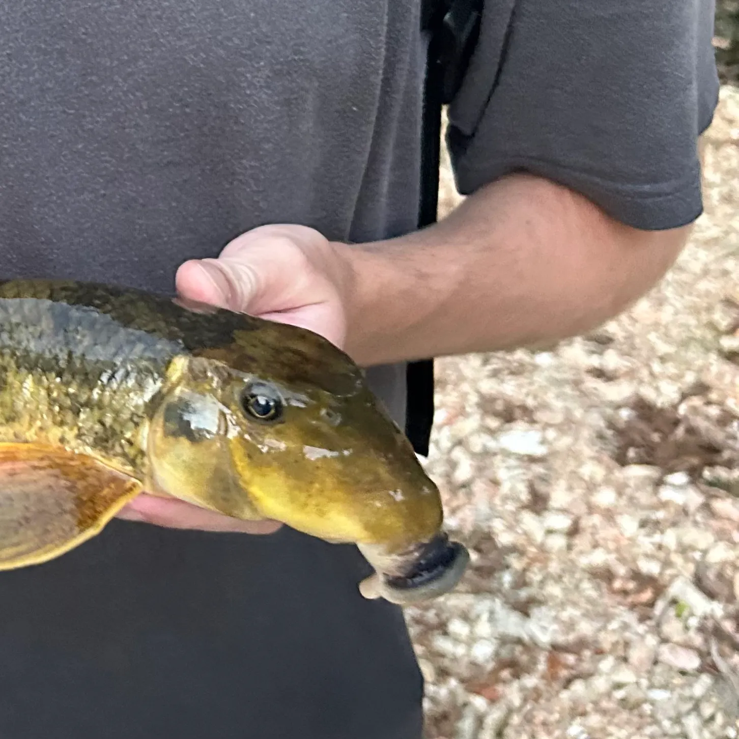 The most recent Northern hogsucker catches on Fishbrain