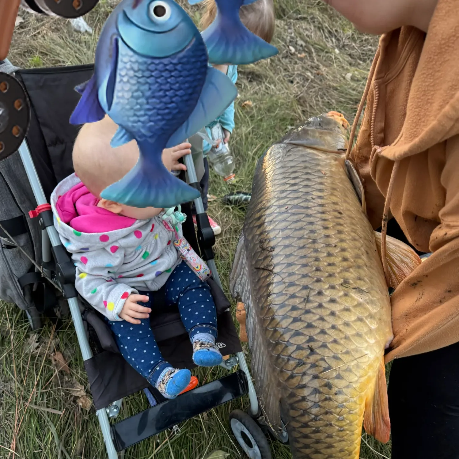 Common carp caught on Fishbrain