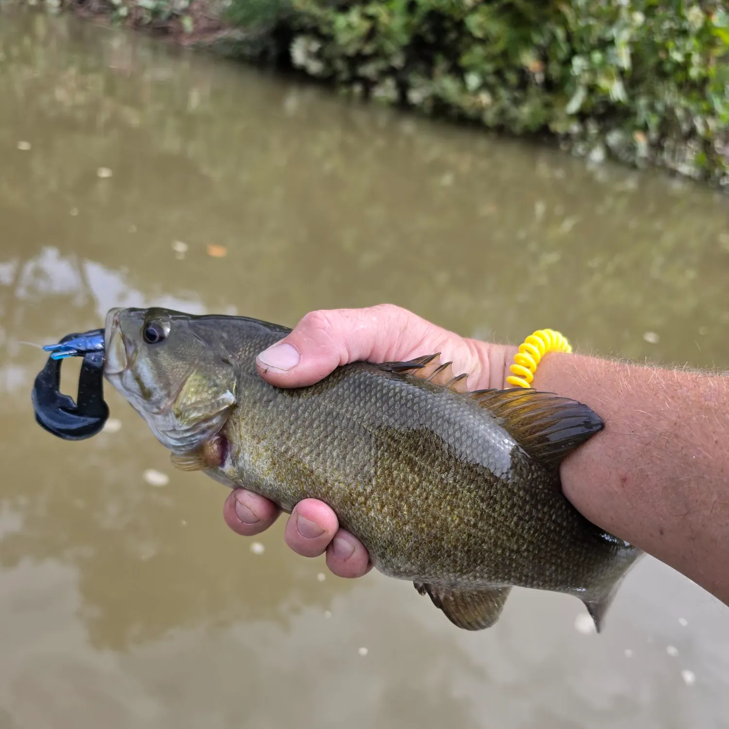 Smallmouth bass caught on Fishbrain