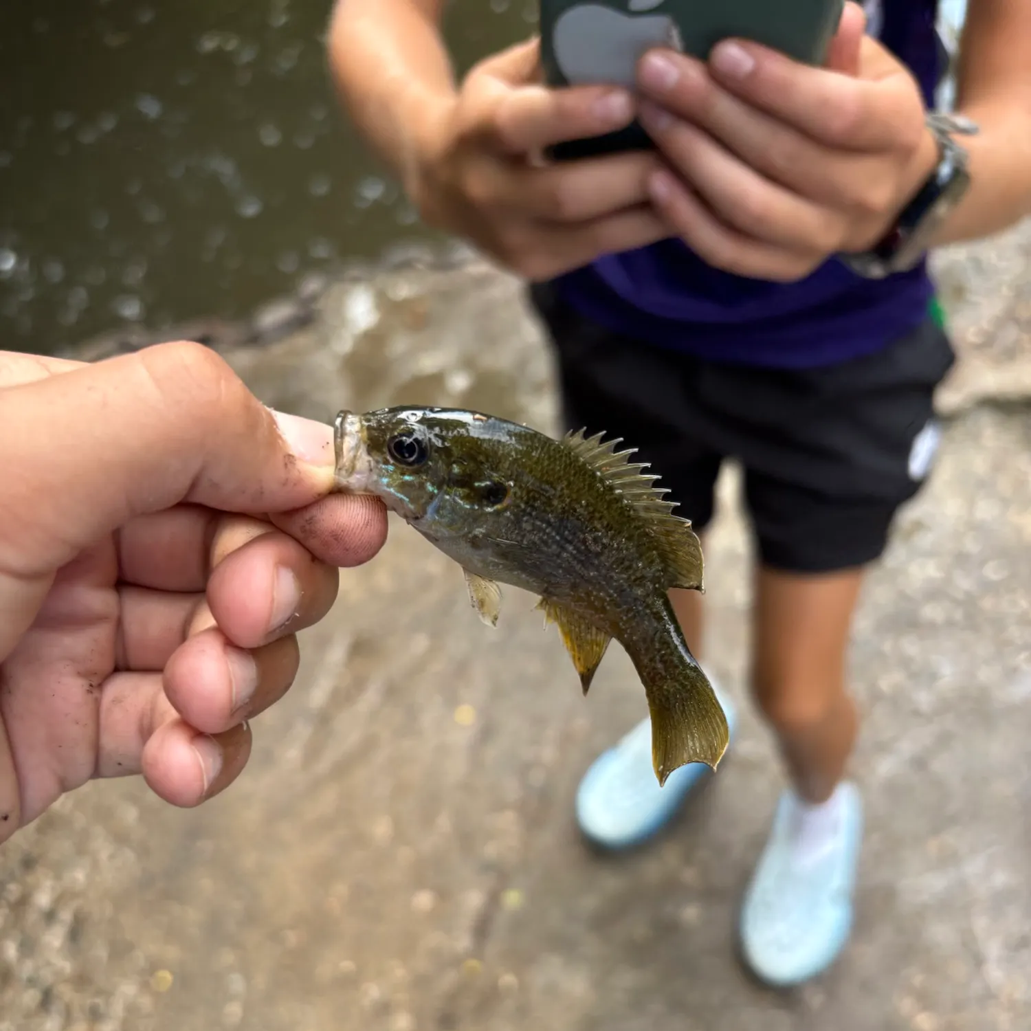 Green sunfish caught on Fishbrain