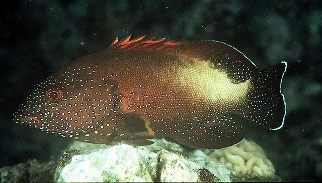 Yellowfin hind
