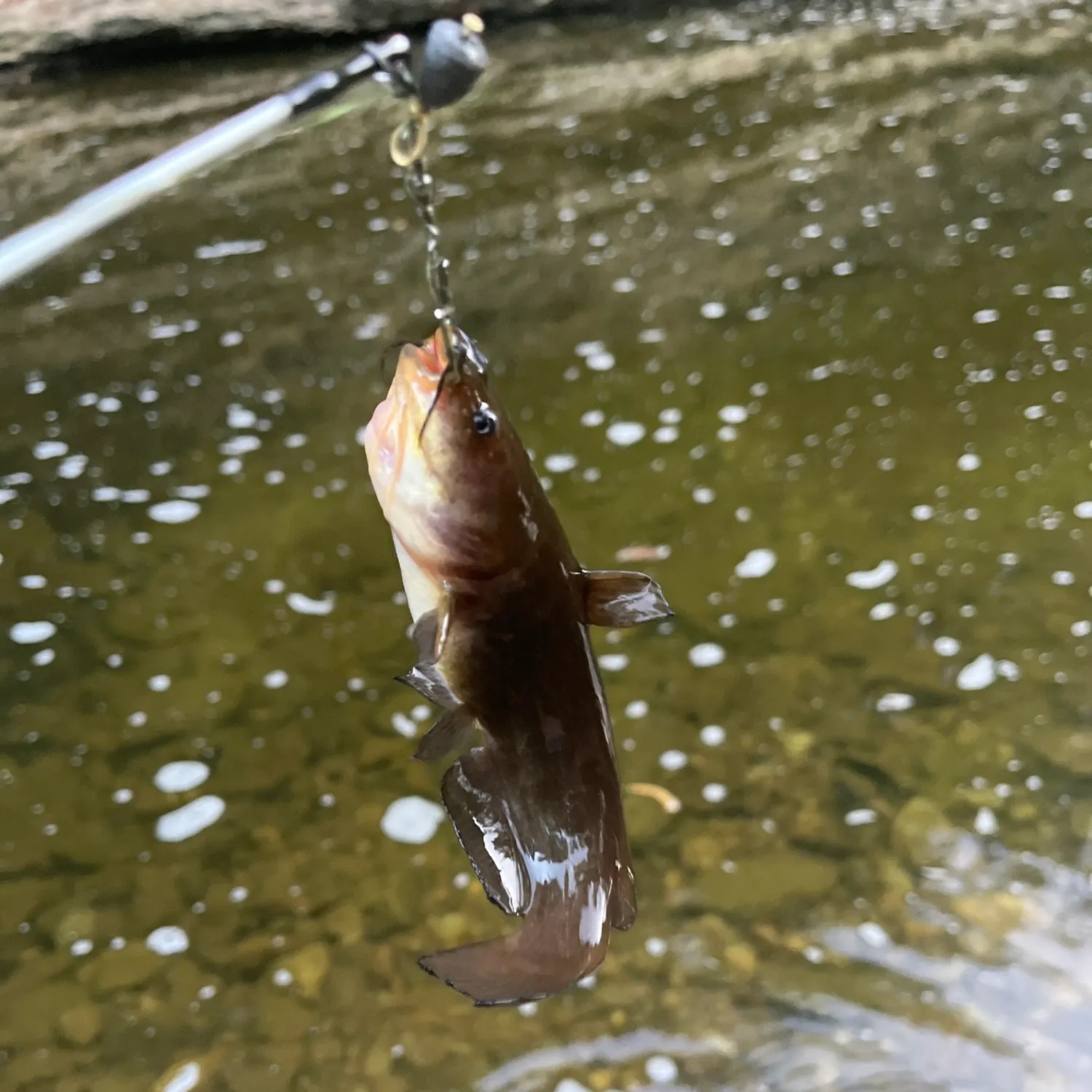 Black bullhead caught on Fishbrain