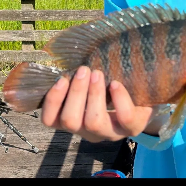 Mayan cichlid caught on Fishbrain