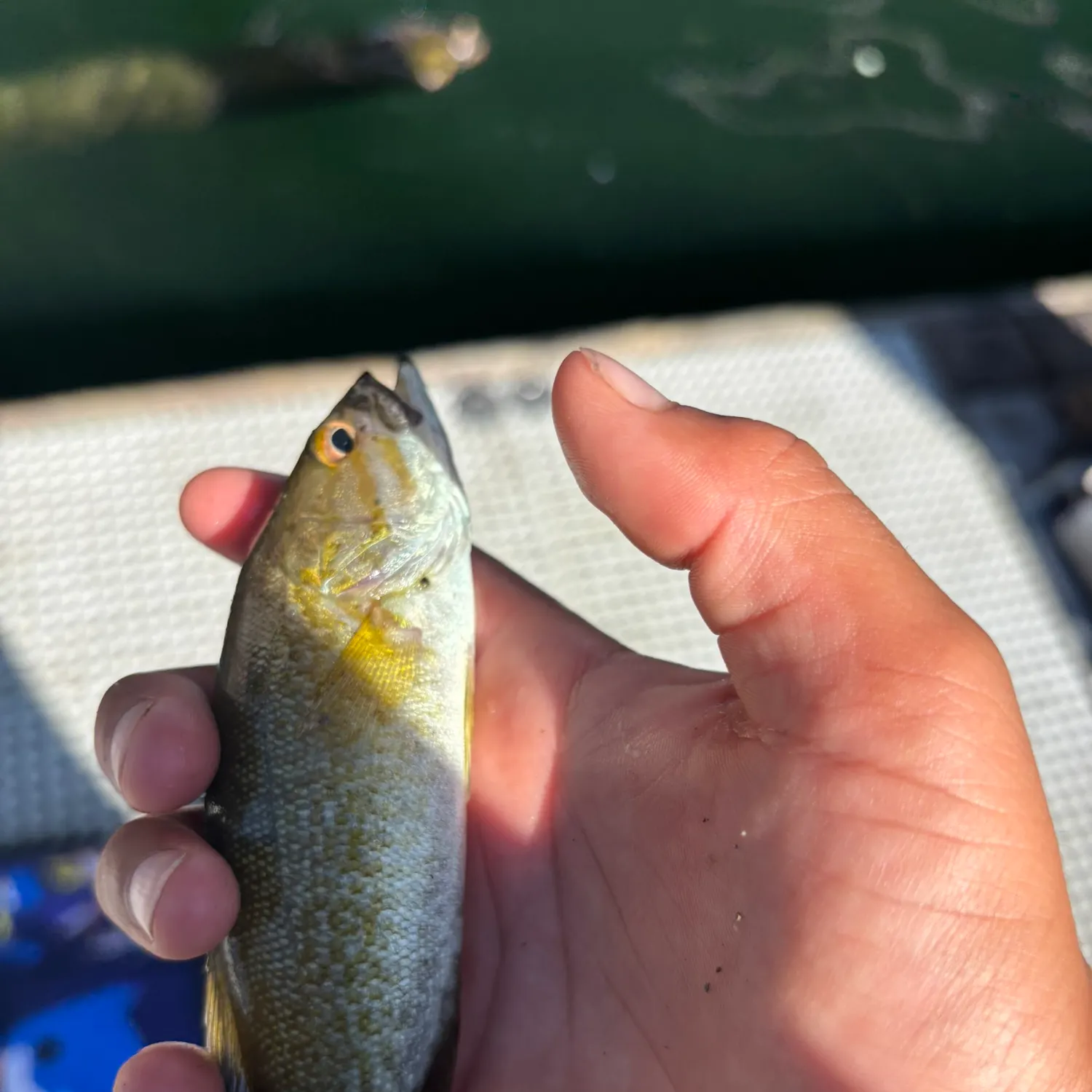 Smallmouth bass caught on Fishbrain