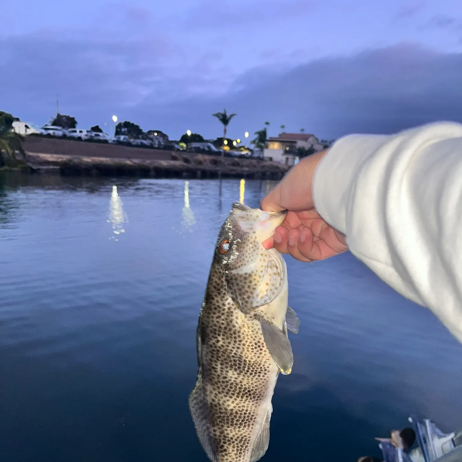 The most recent Spotted sand bass catches on Fishbrain