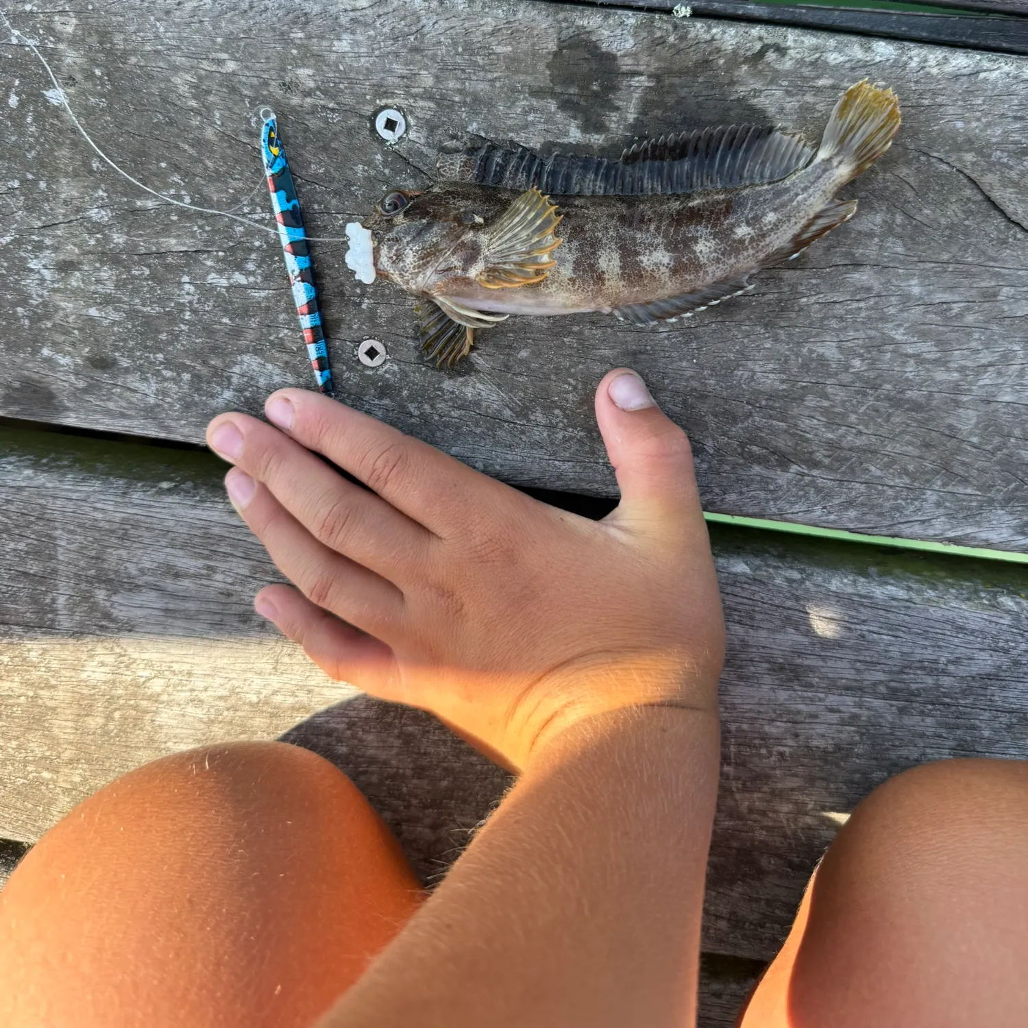 The most recent Tompot blenny catches on Fishbrain