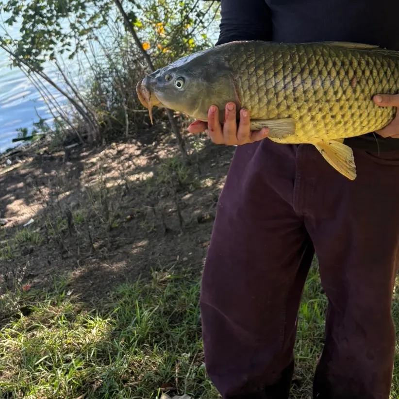 Common carp caught on Fishbrain