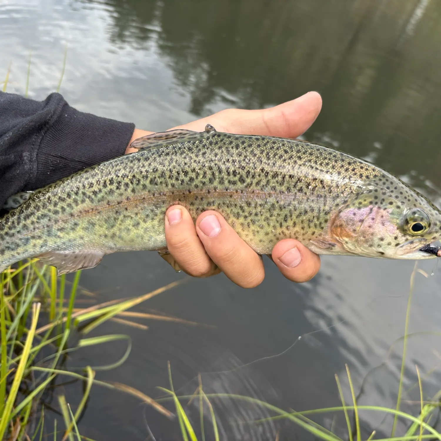 Rainbow trout caught on Fishbrain