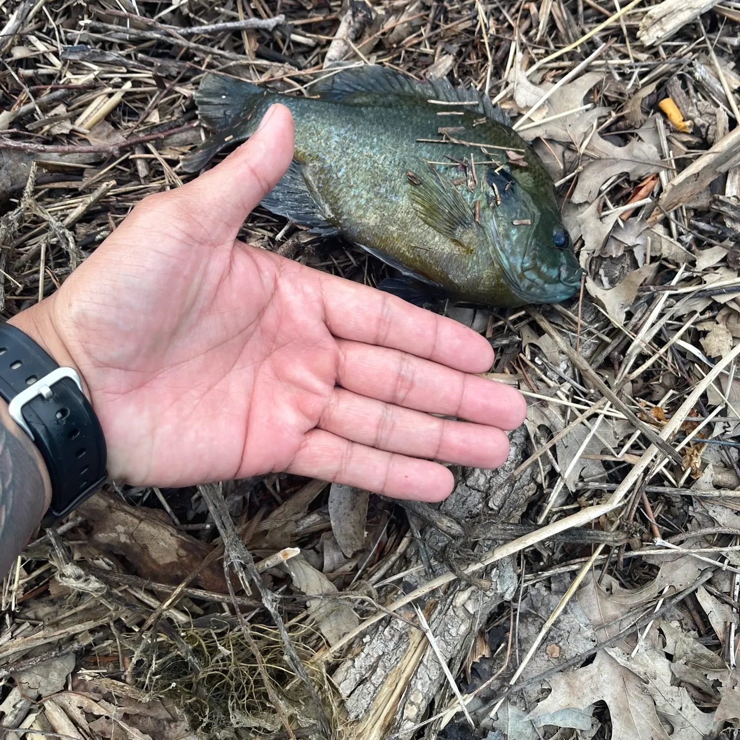catch