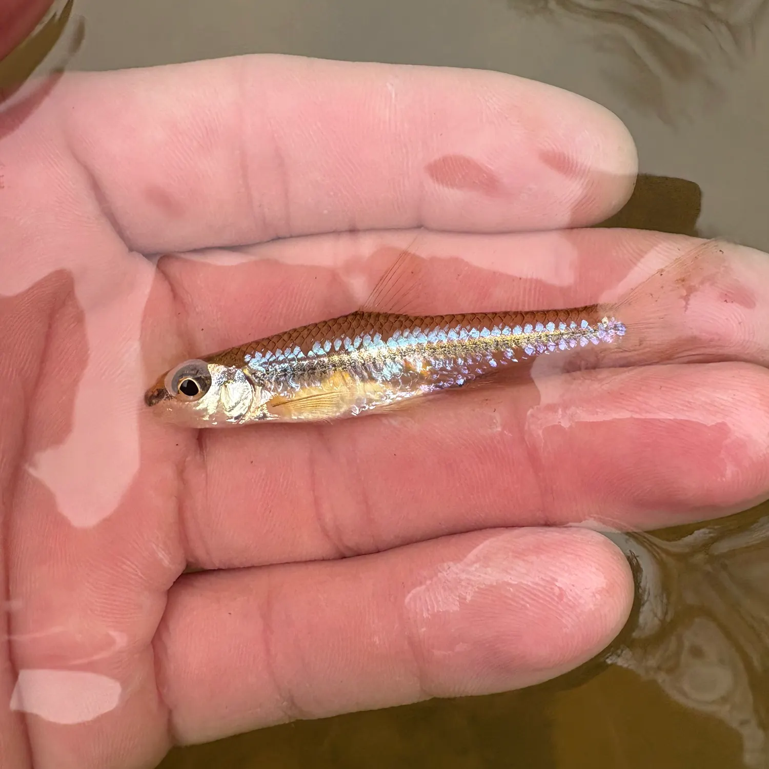 The most recent Pallid shiner catches on Fishbrain