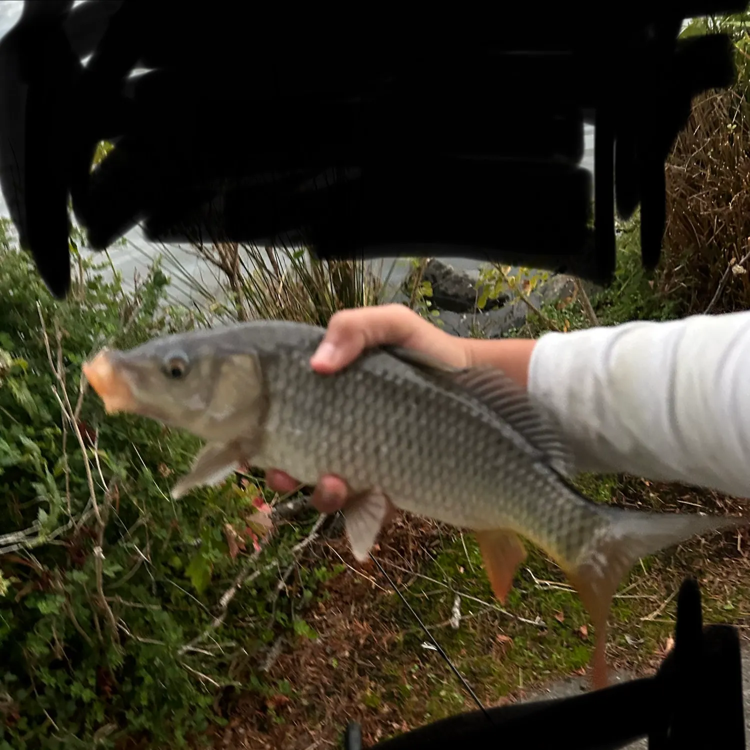 Common carp caught on Fishbrain