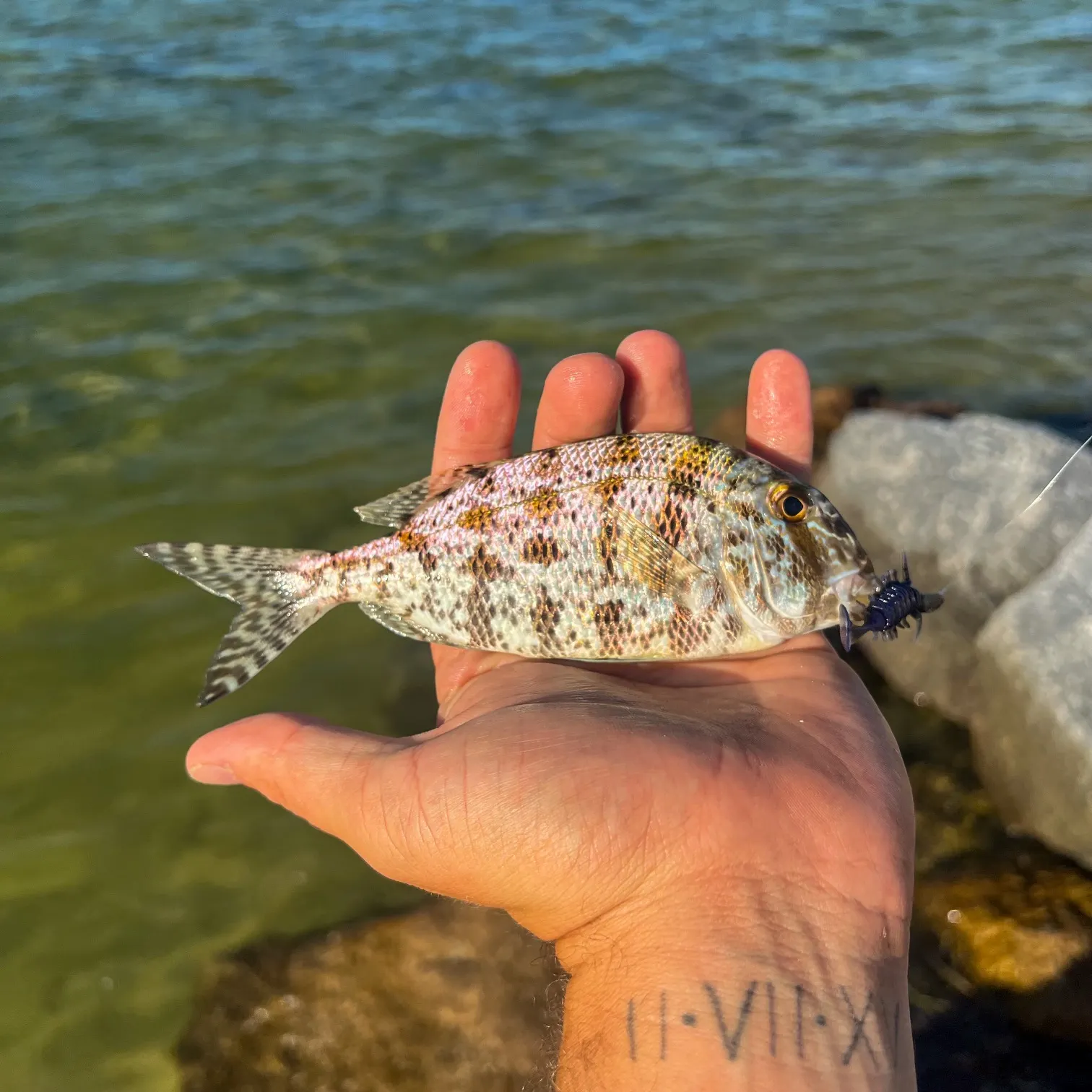 The most recent Grass porgy catches on Fishbrain