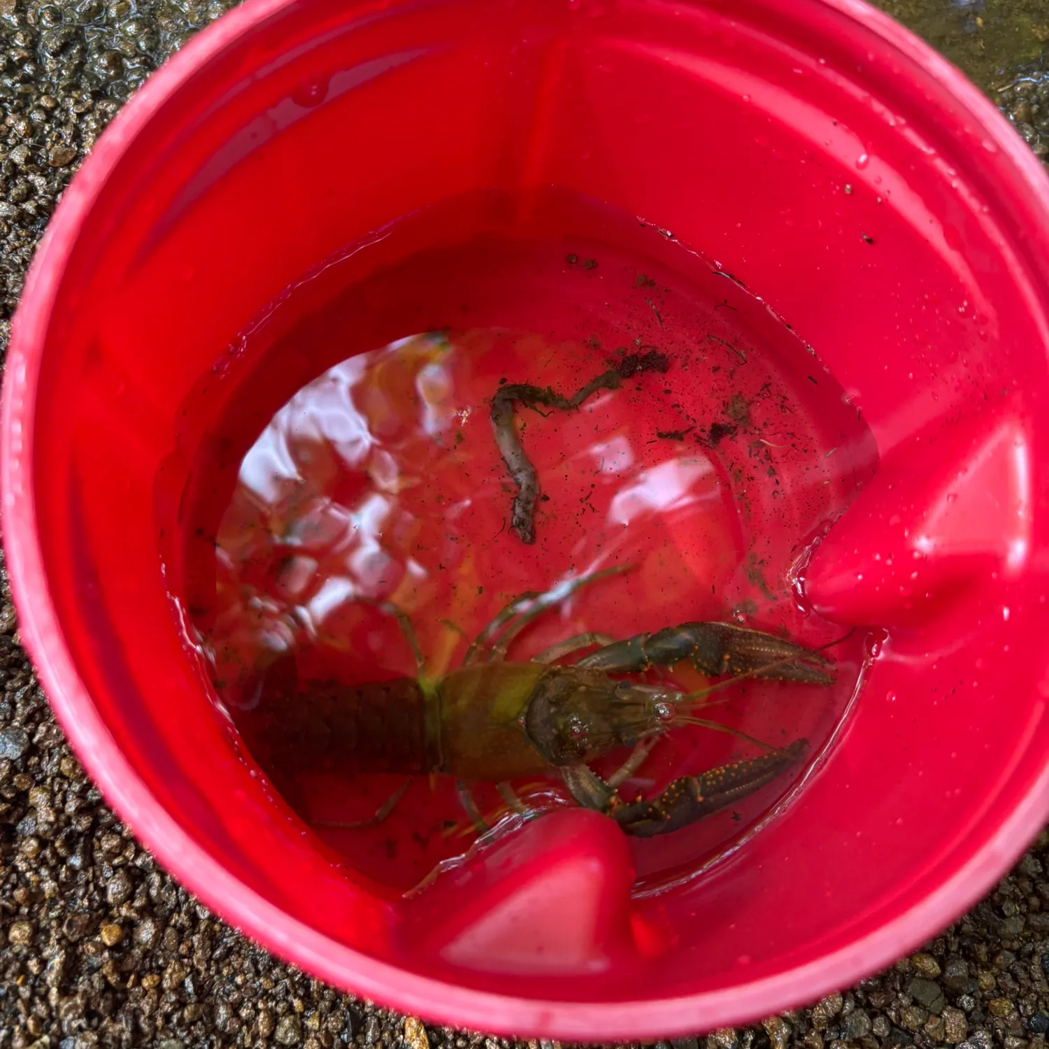 The most recent Rusty crayfish catches on Fishbrain