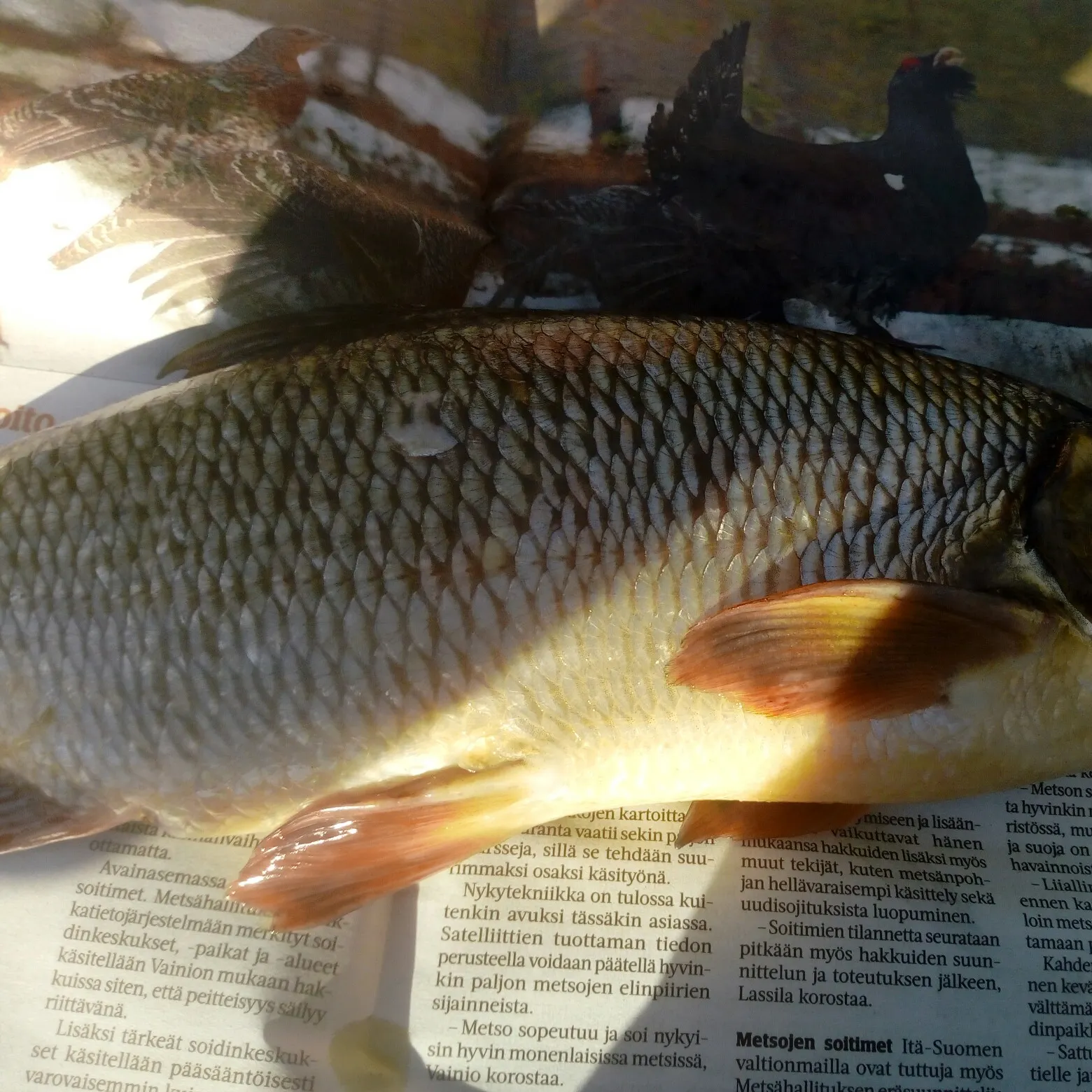 recently logged catches